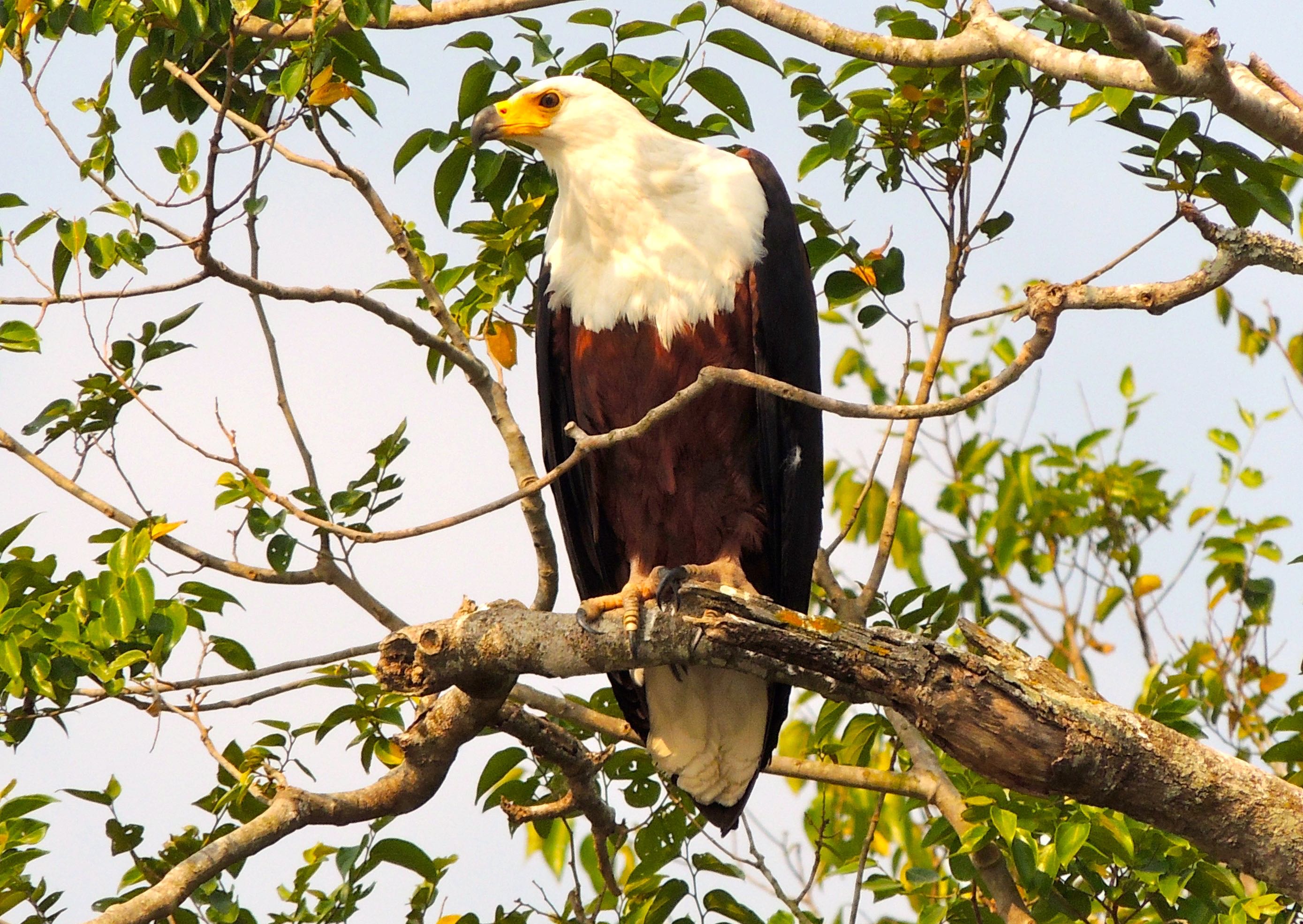 African Fish Eagle