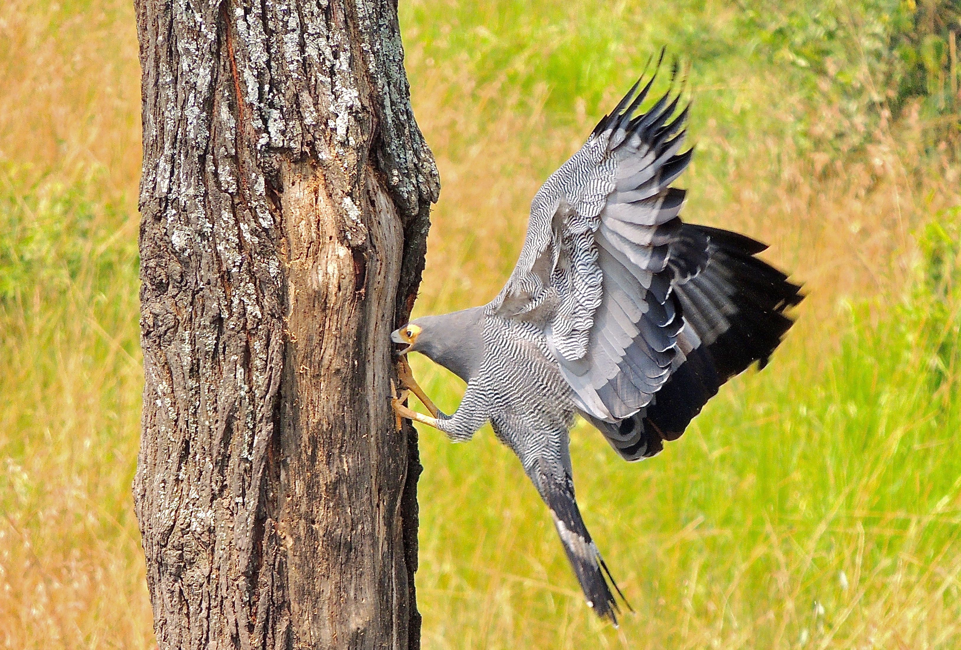 African Harrier-Hawk