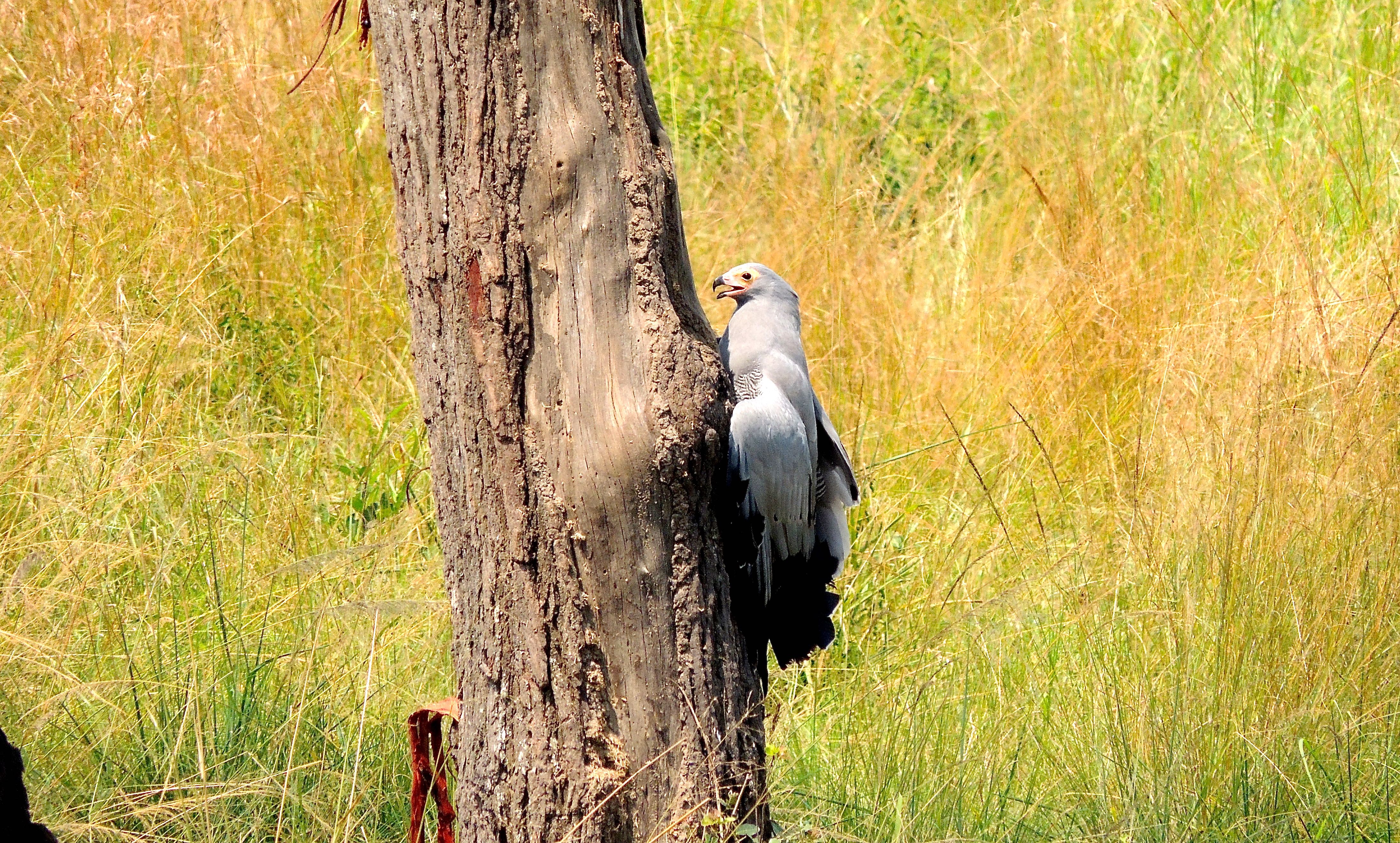 African Harrier-Hawk