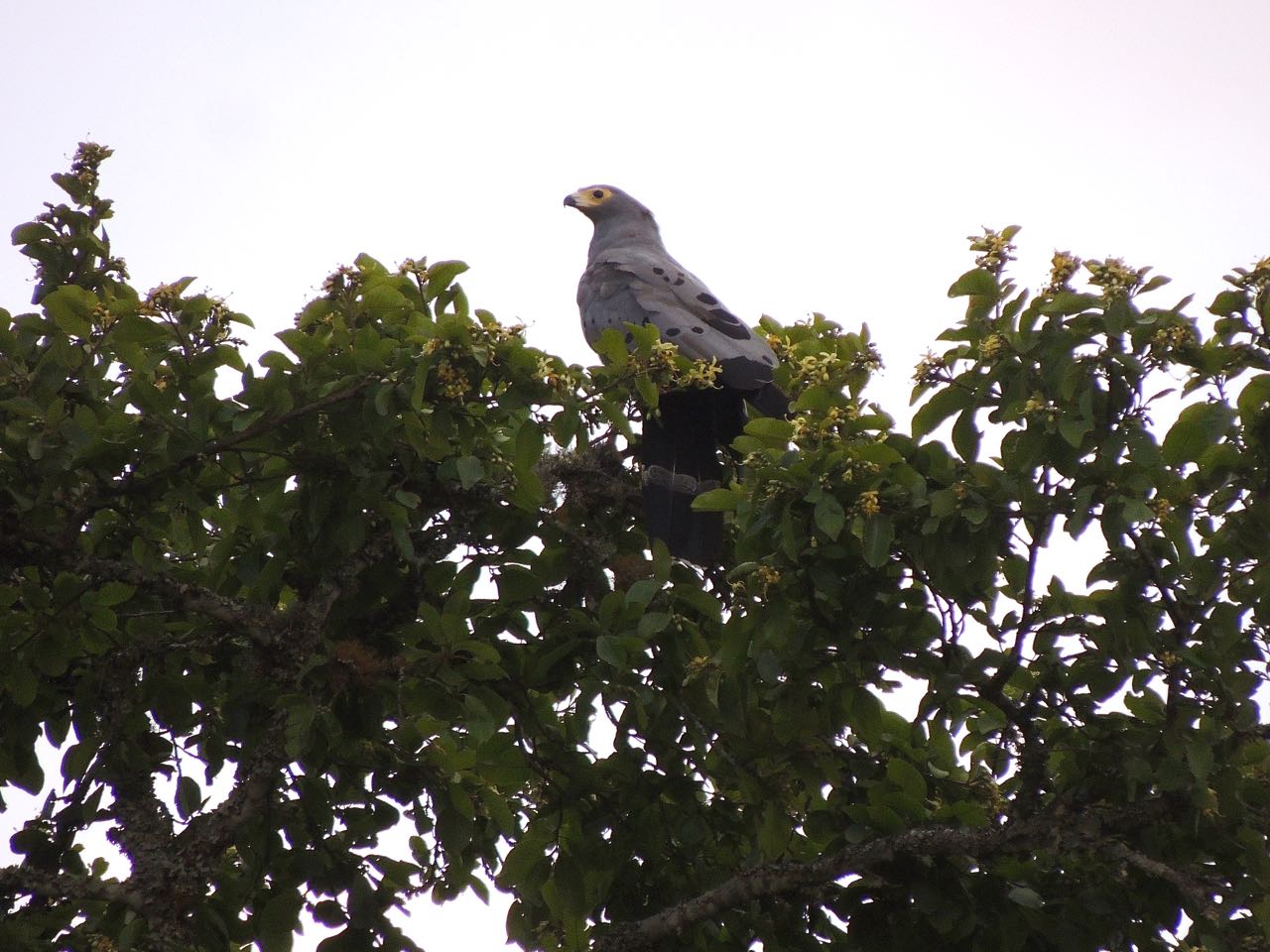 African Harrier-Hawk