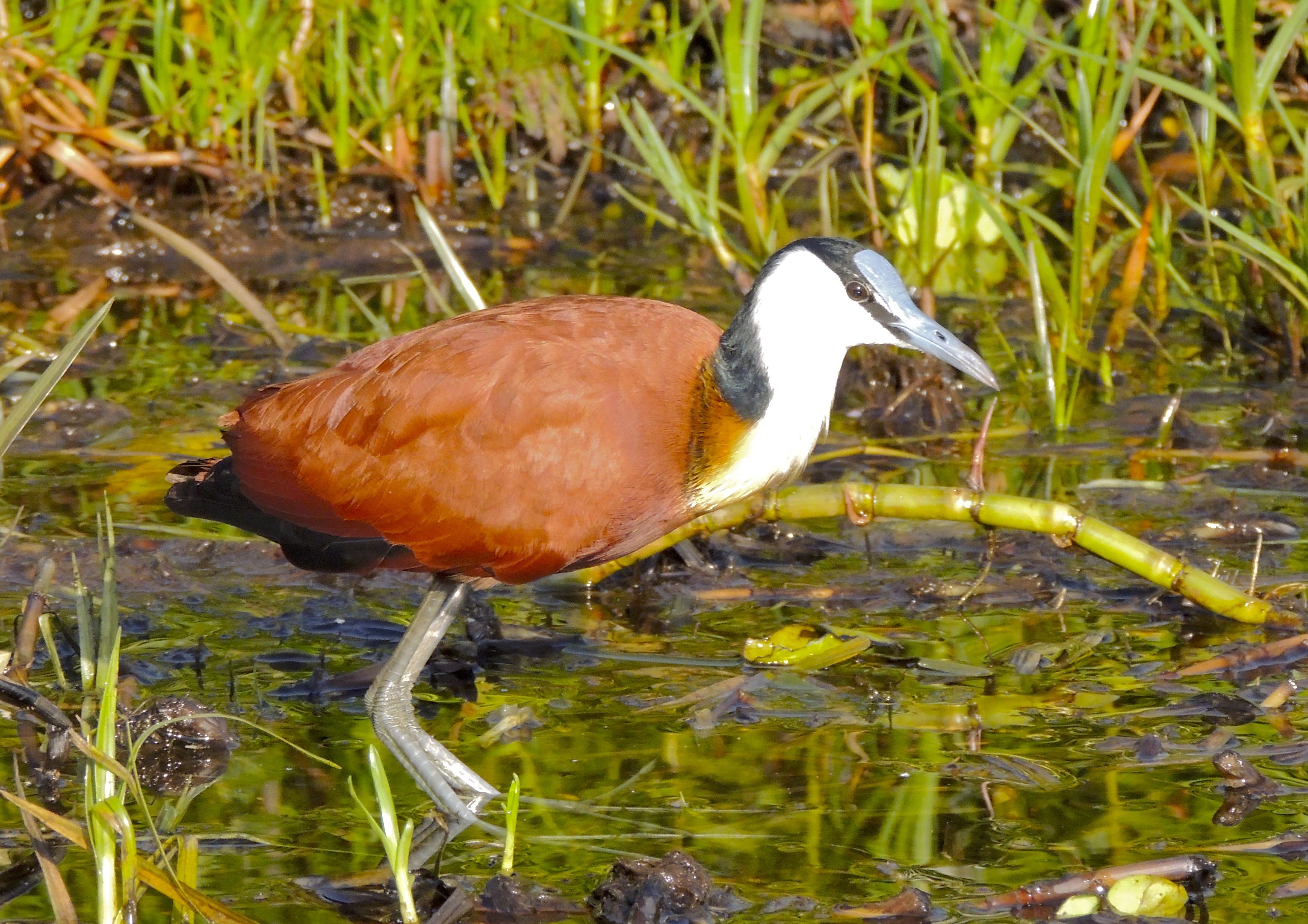 African Jacana