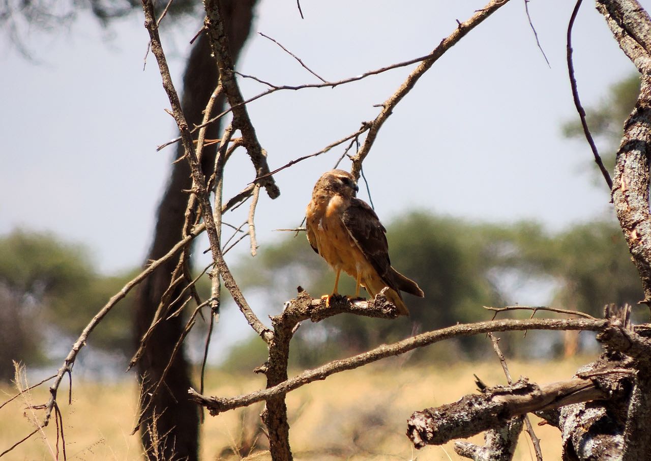 African Marsh-Harrier