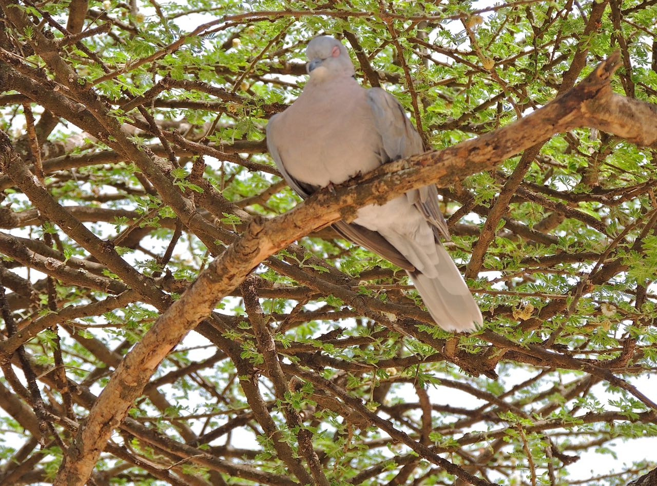 African Mourning Dove