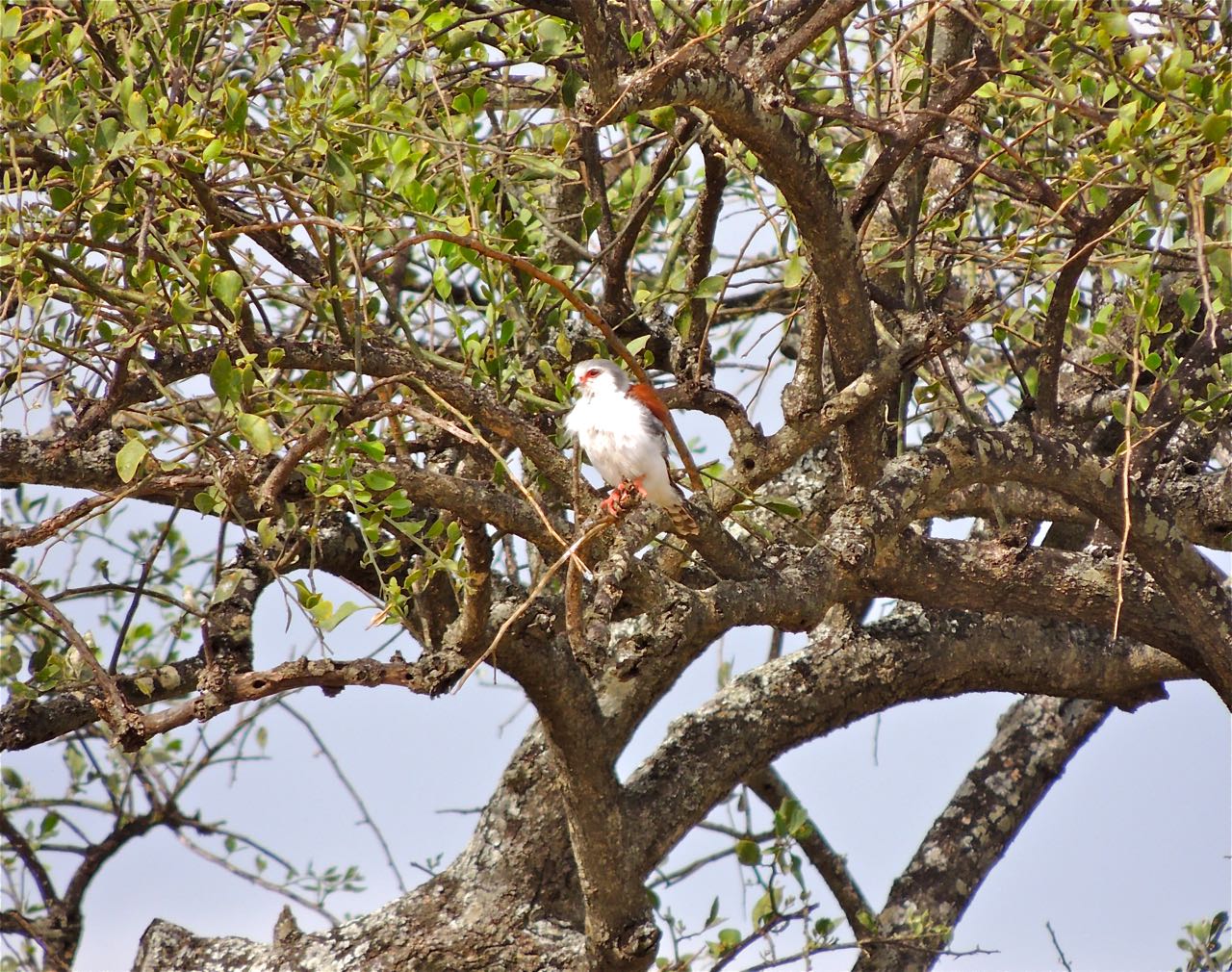 African Pygmy-Falcon