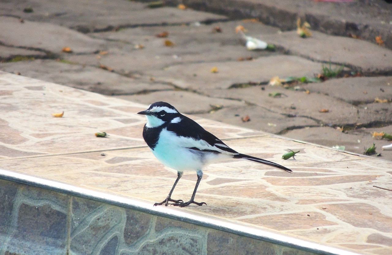 African Pied Wagtail