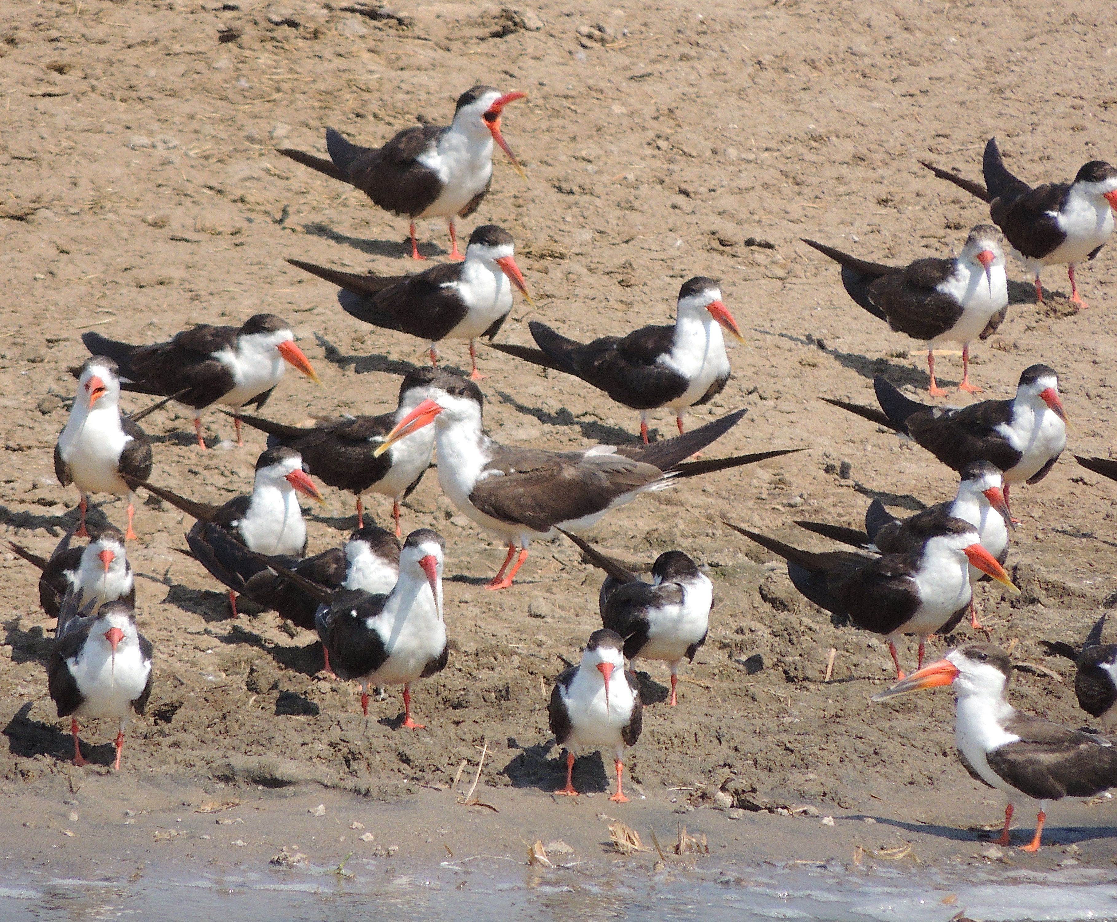 African Skimmers