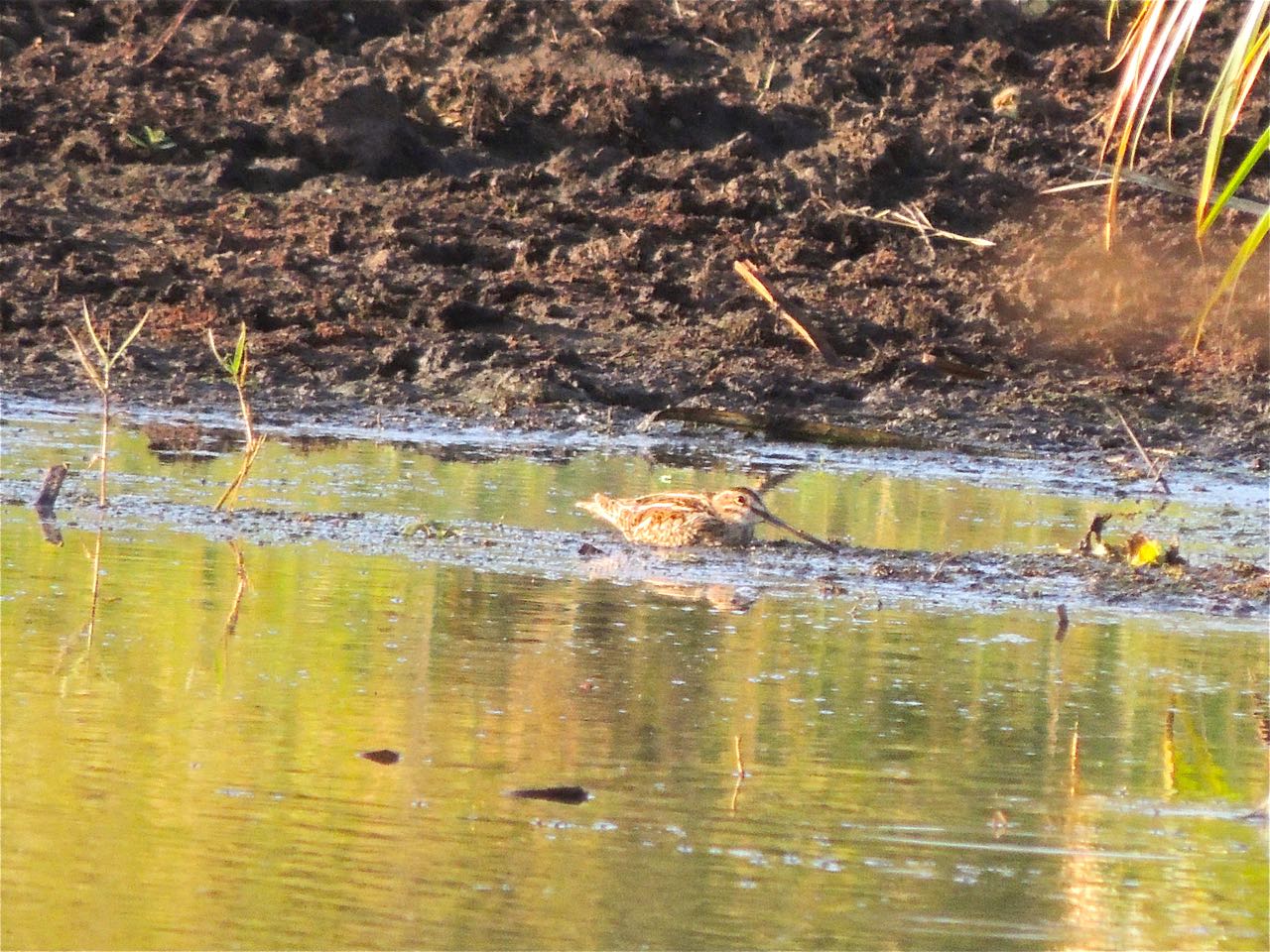 African Snipe