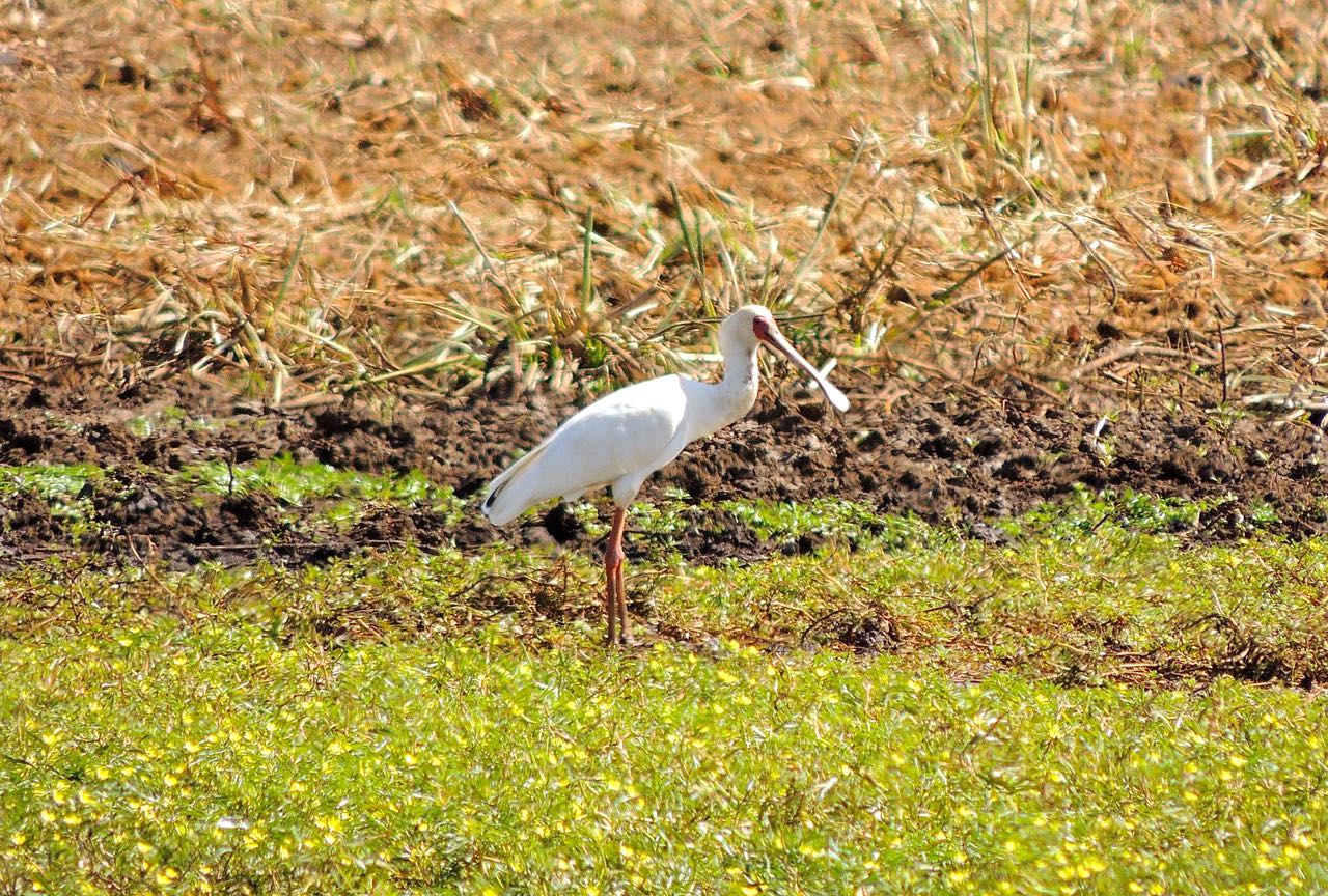 African Spoonbill