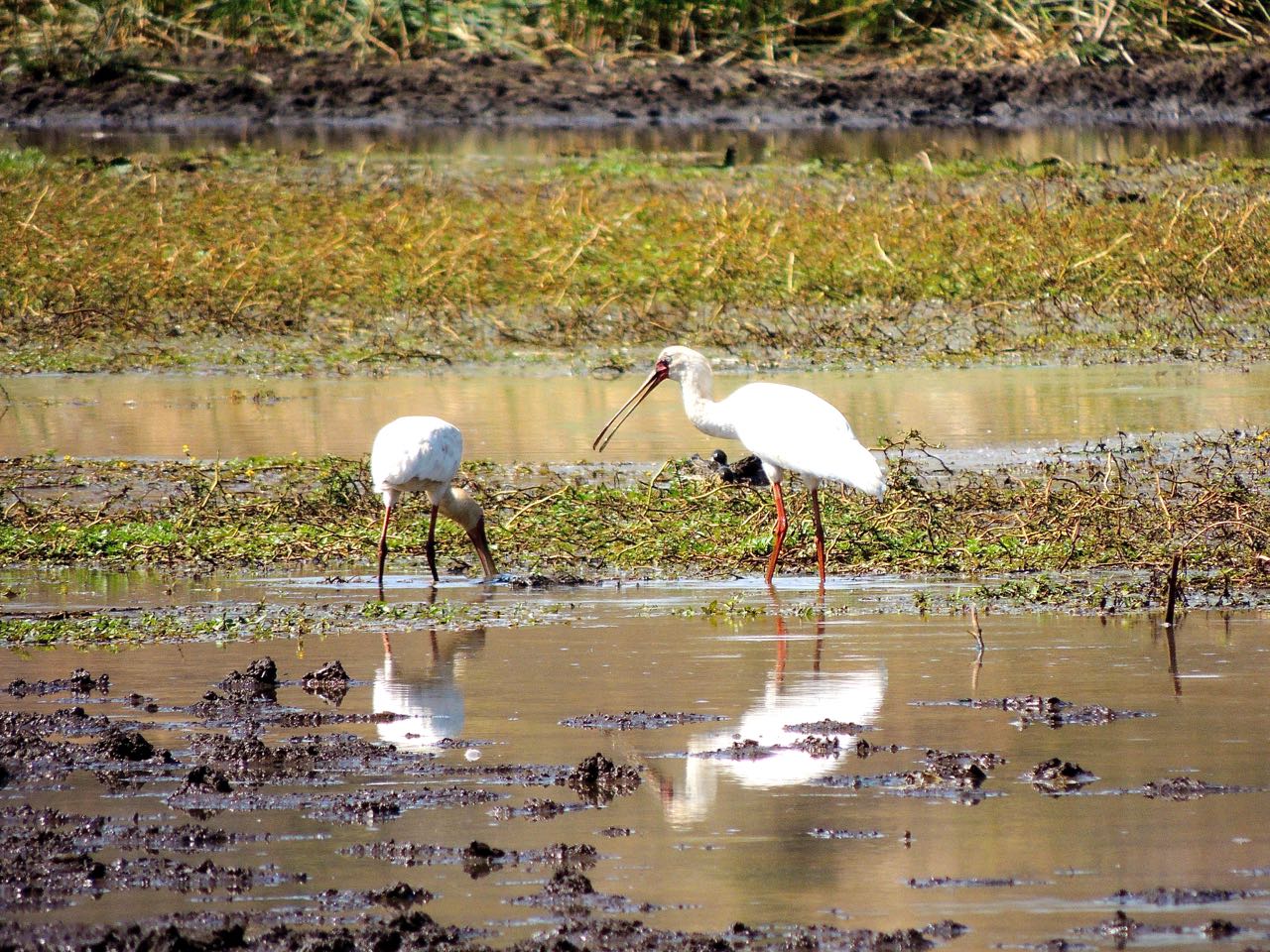 African Spoonbills