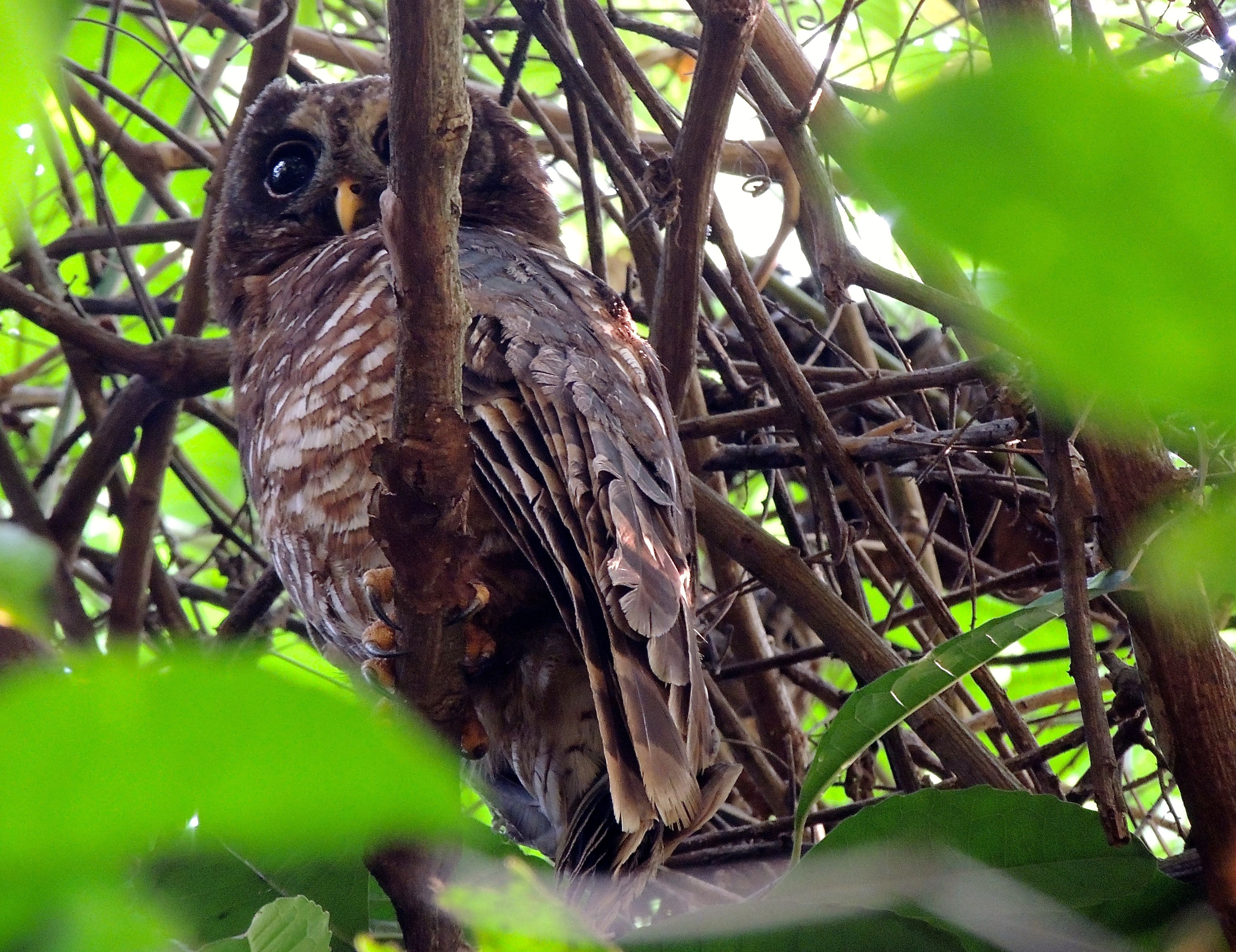 African Wood Owl