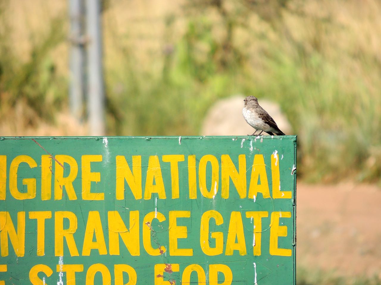 African Grey Flycatcher