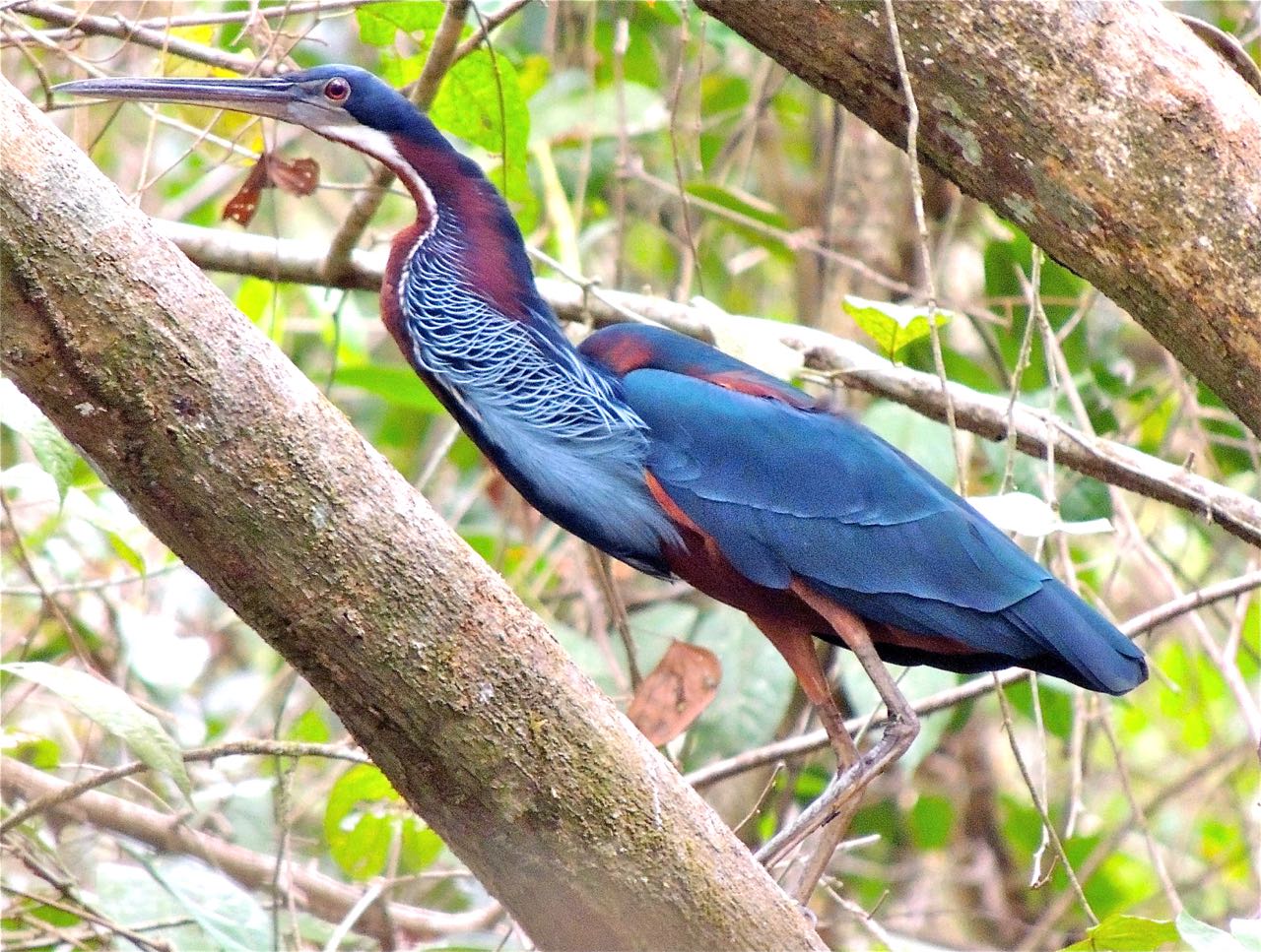 Agami Heron