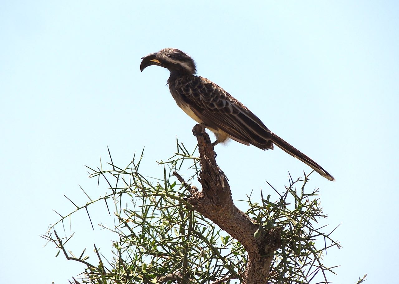 African Grey Hornbill