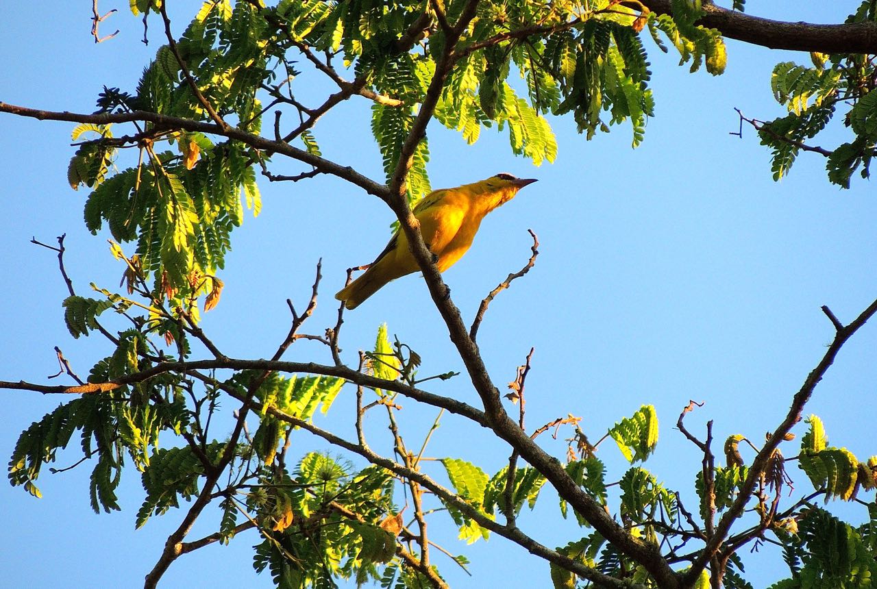 African Golden Oriole