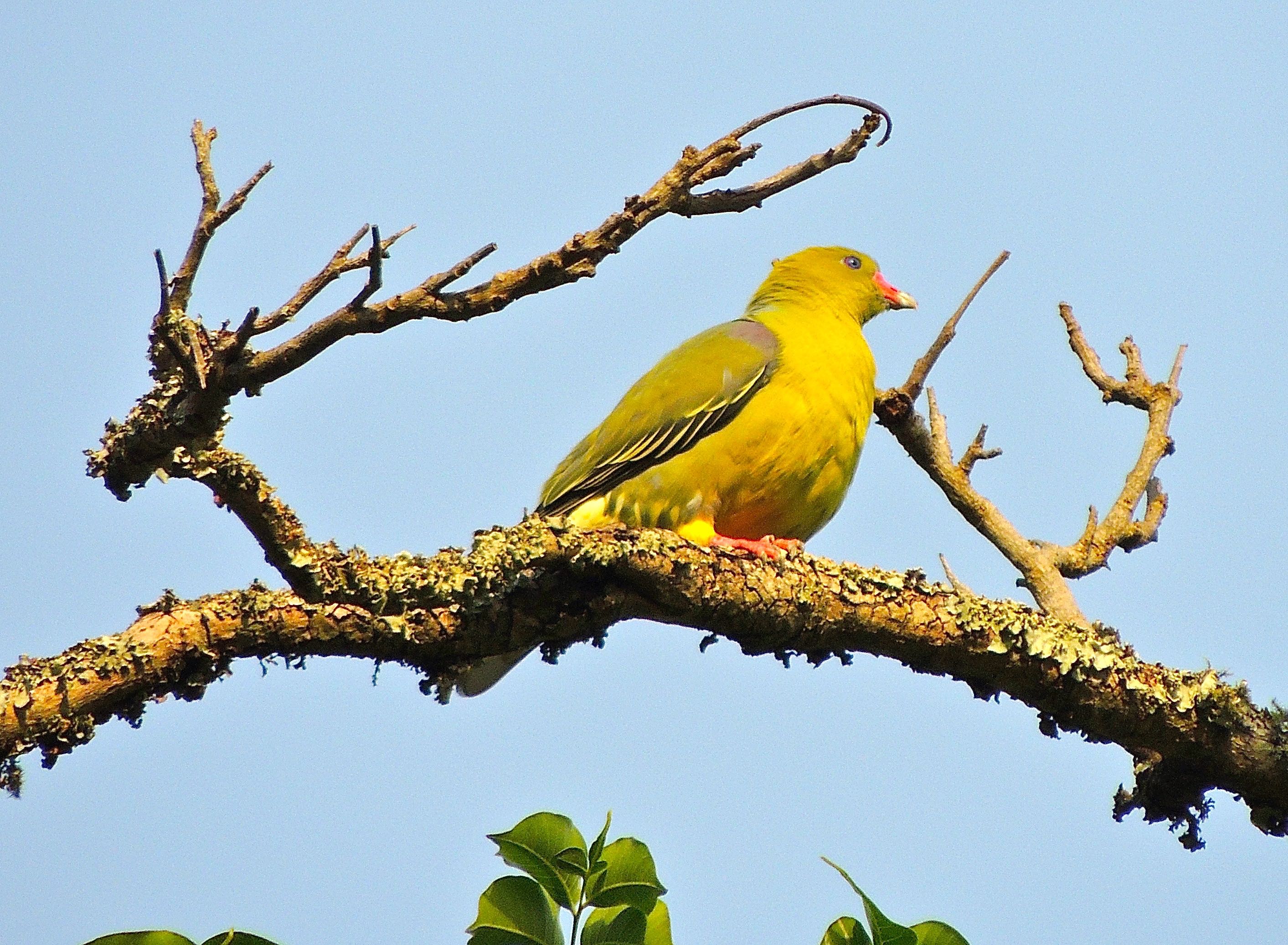 African Green Pigeon