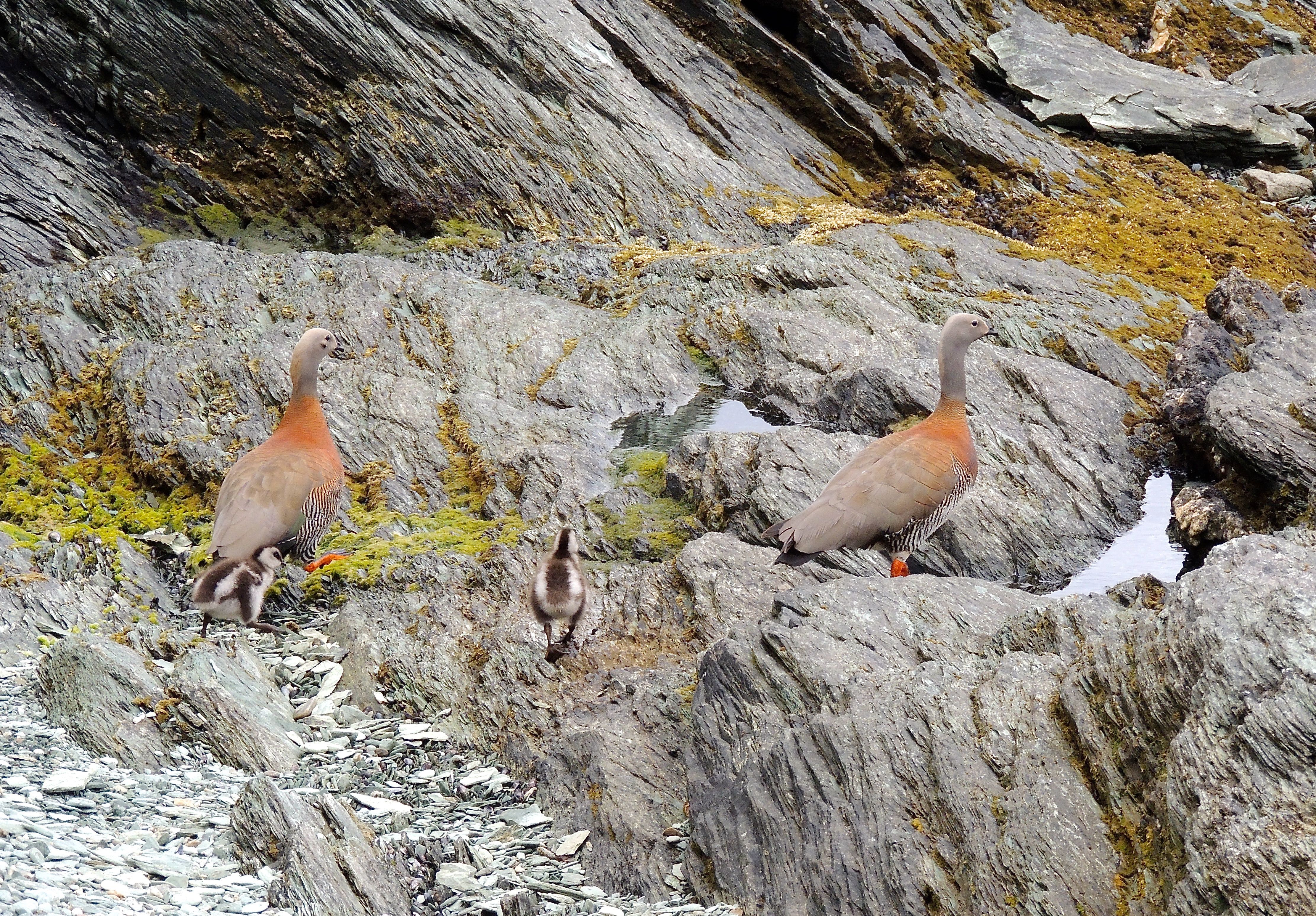 Ashy-headed Geese