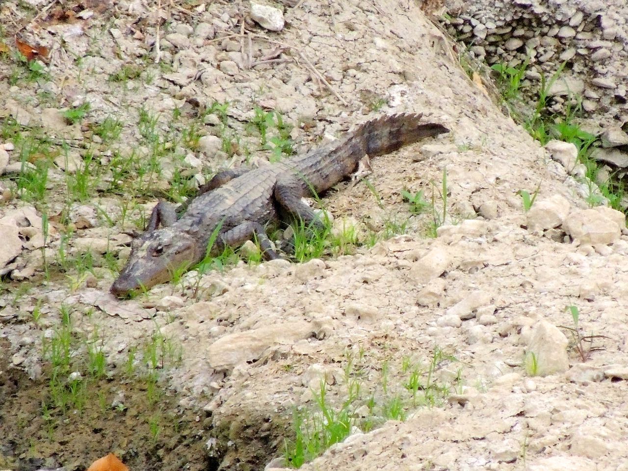 American Crocodile