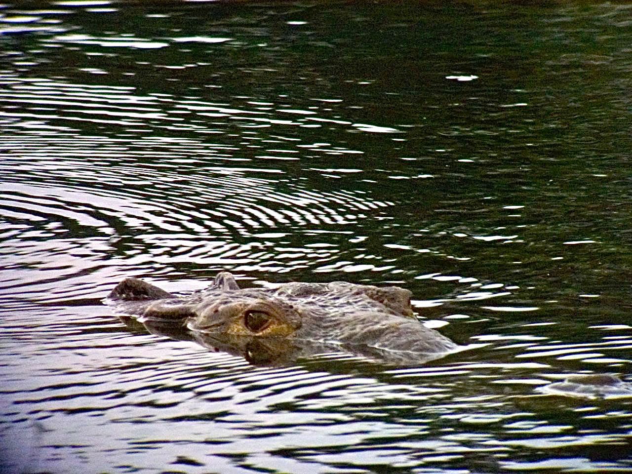 American Crocodile