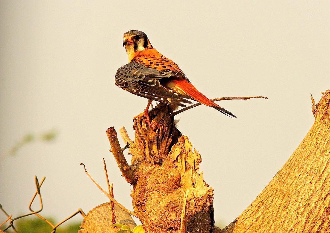 American Kestrel