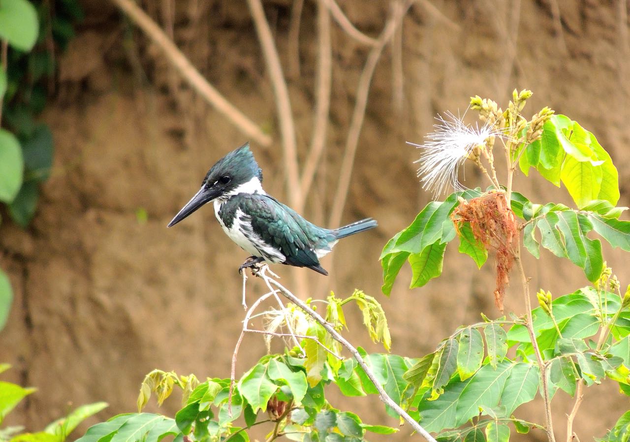 Amazon Kingfisher