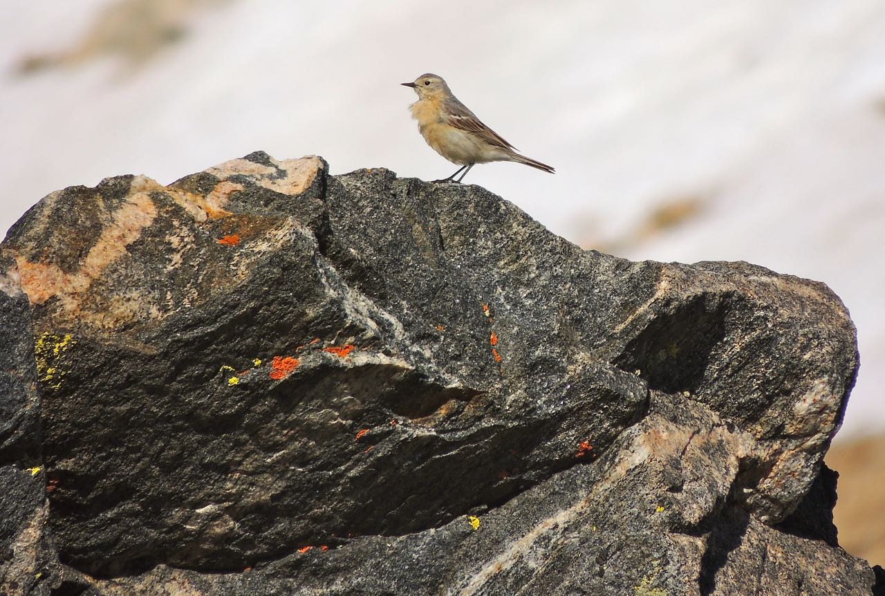 American Pipit