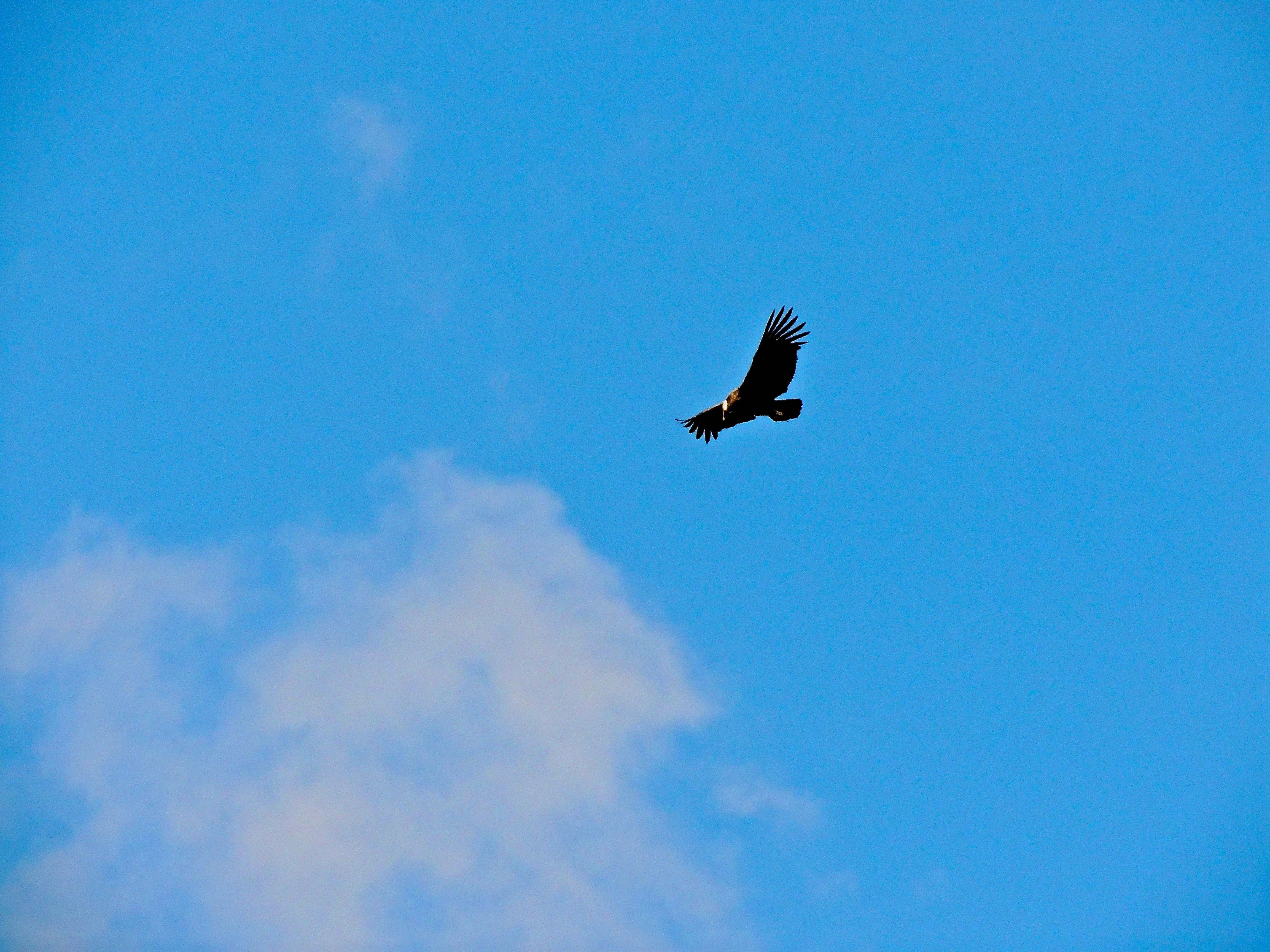 Andean Condor