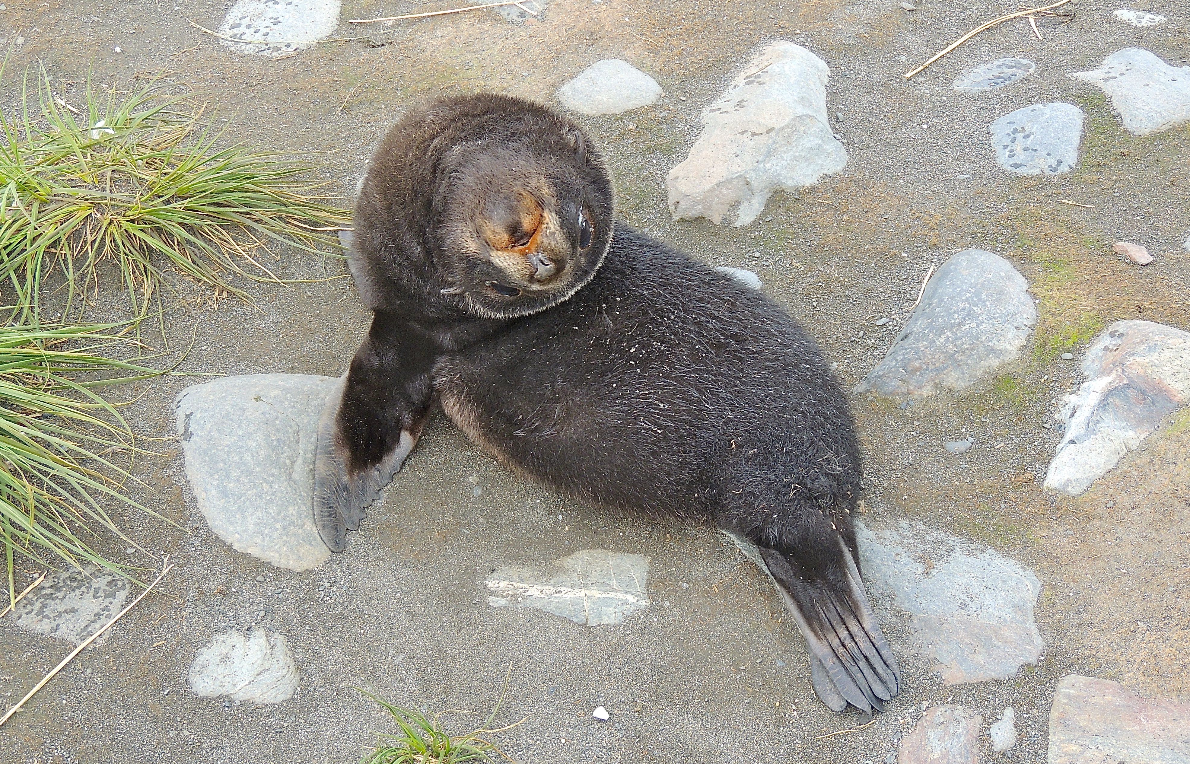 Antarctic Fur Seal