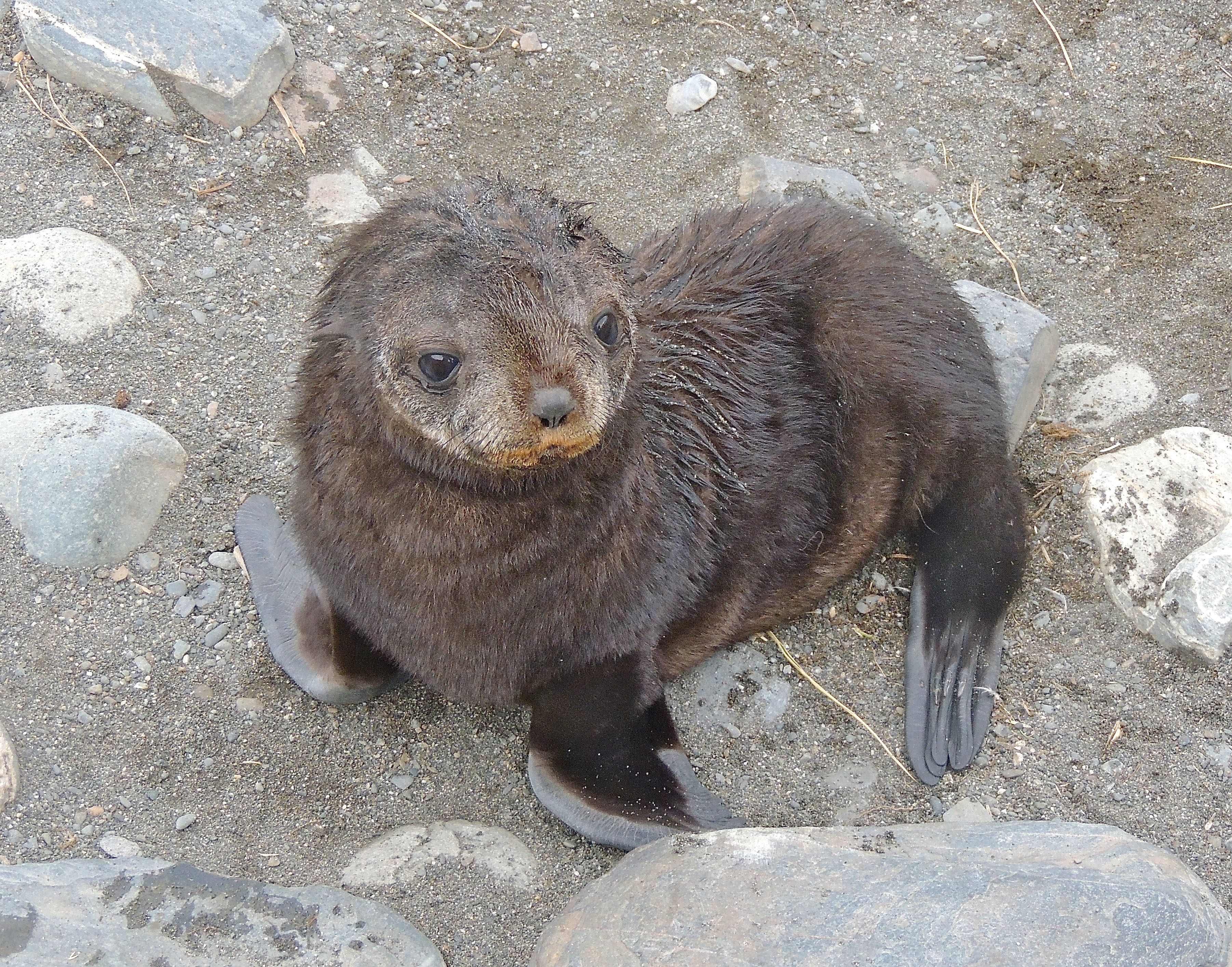 Antarctic Fur Seal