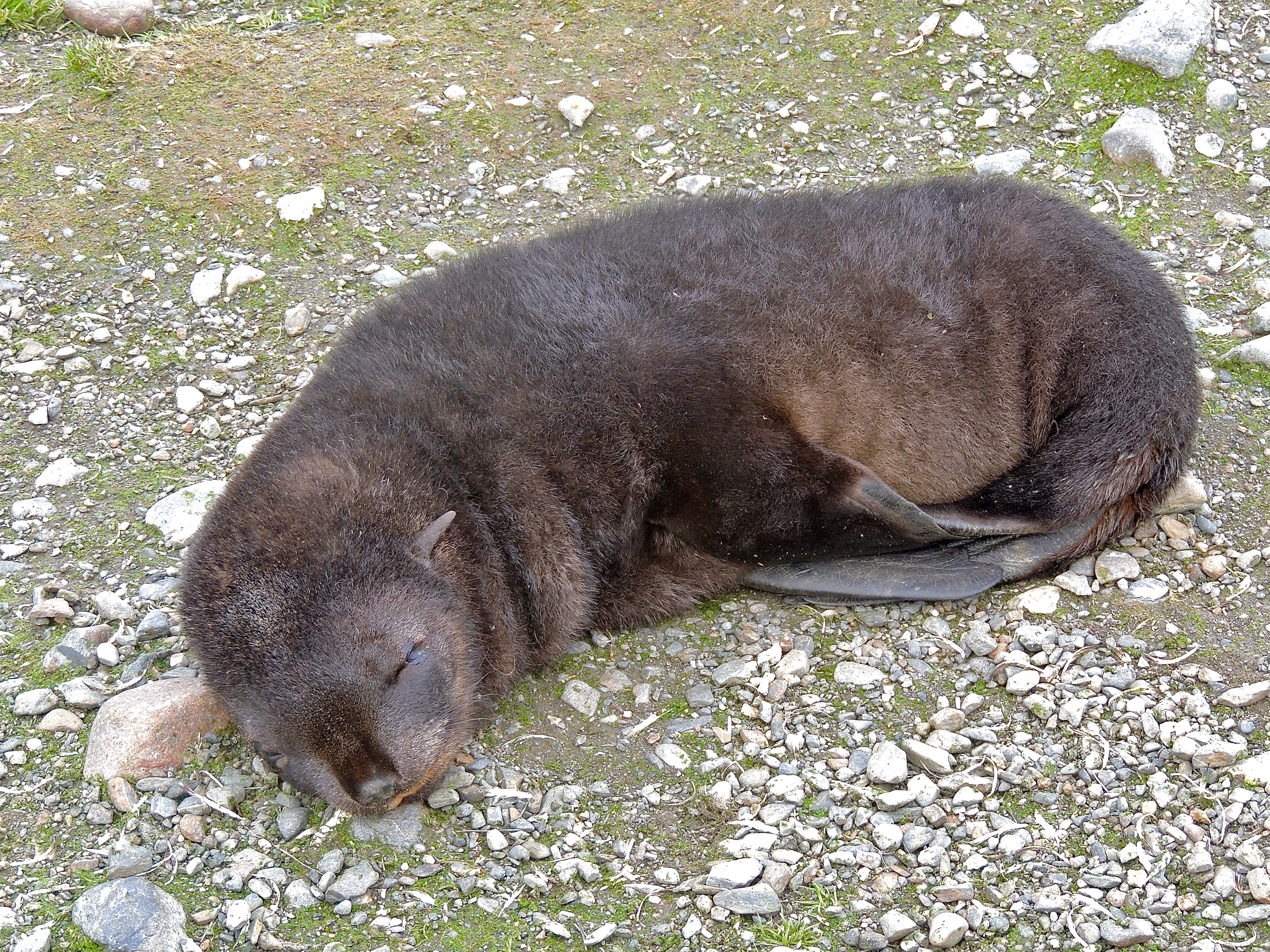 Antarctic Fur Seal