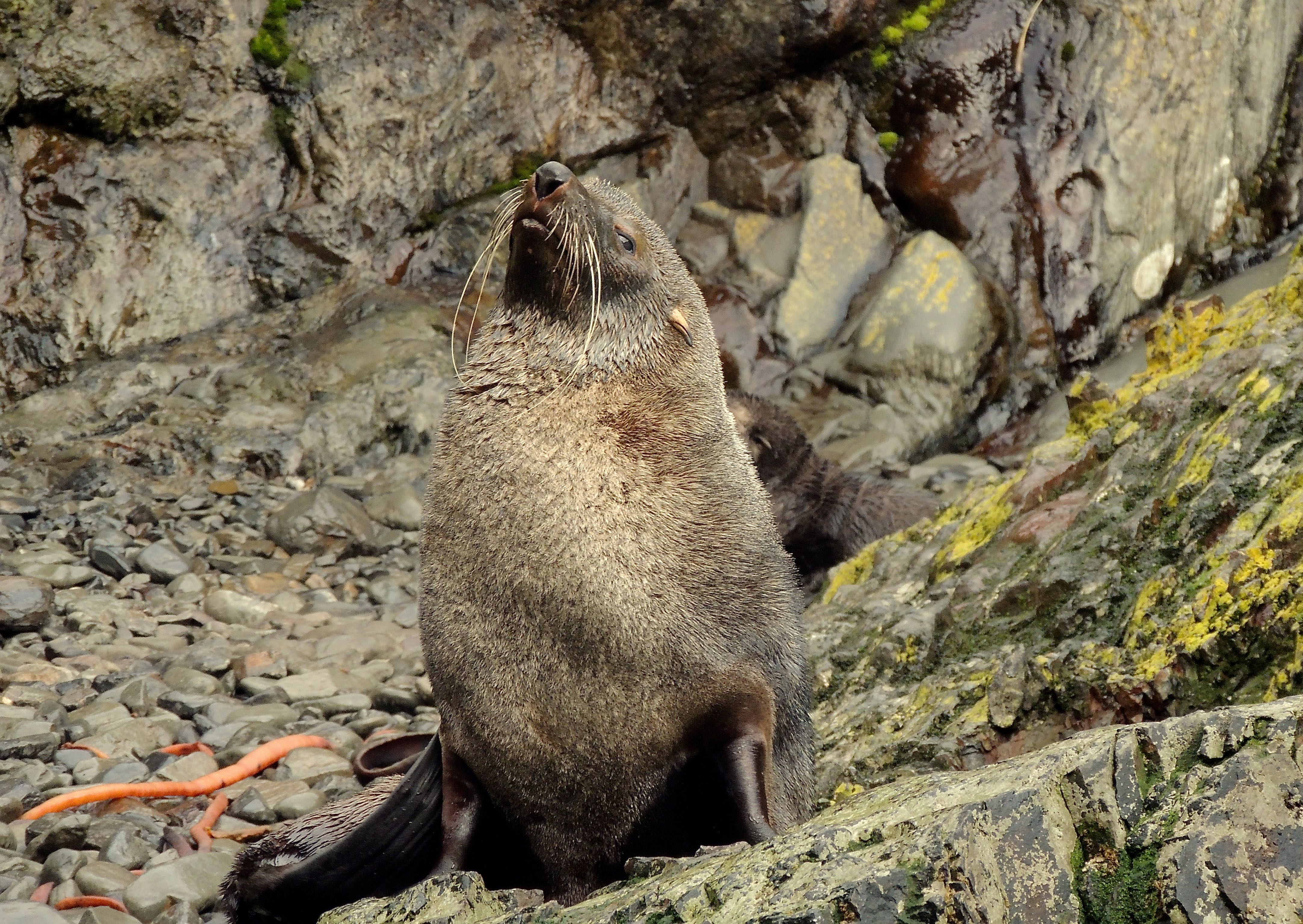 Antarctic Fur Seal