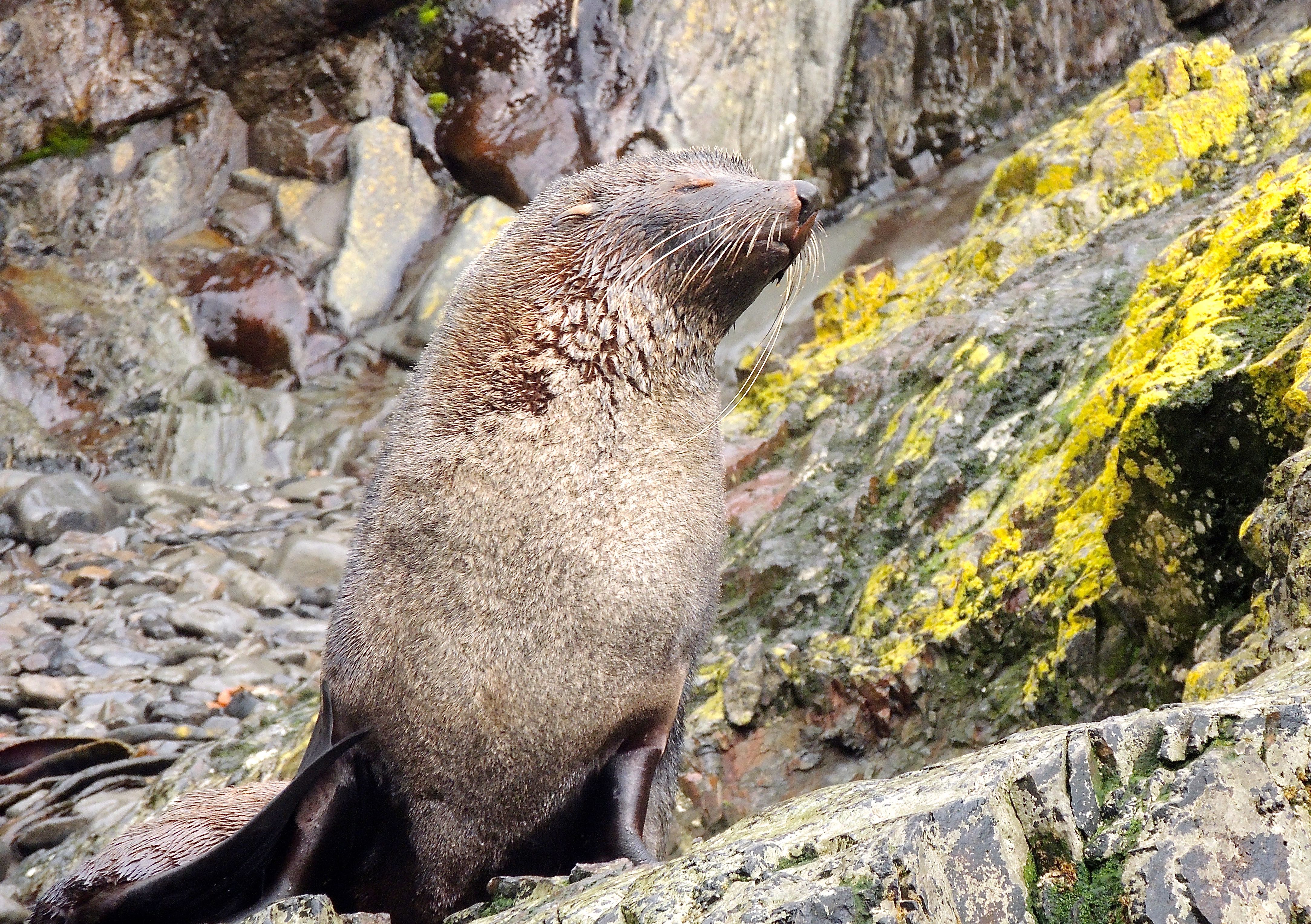 Antarctic Fur Seal