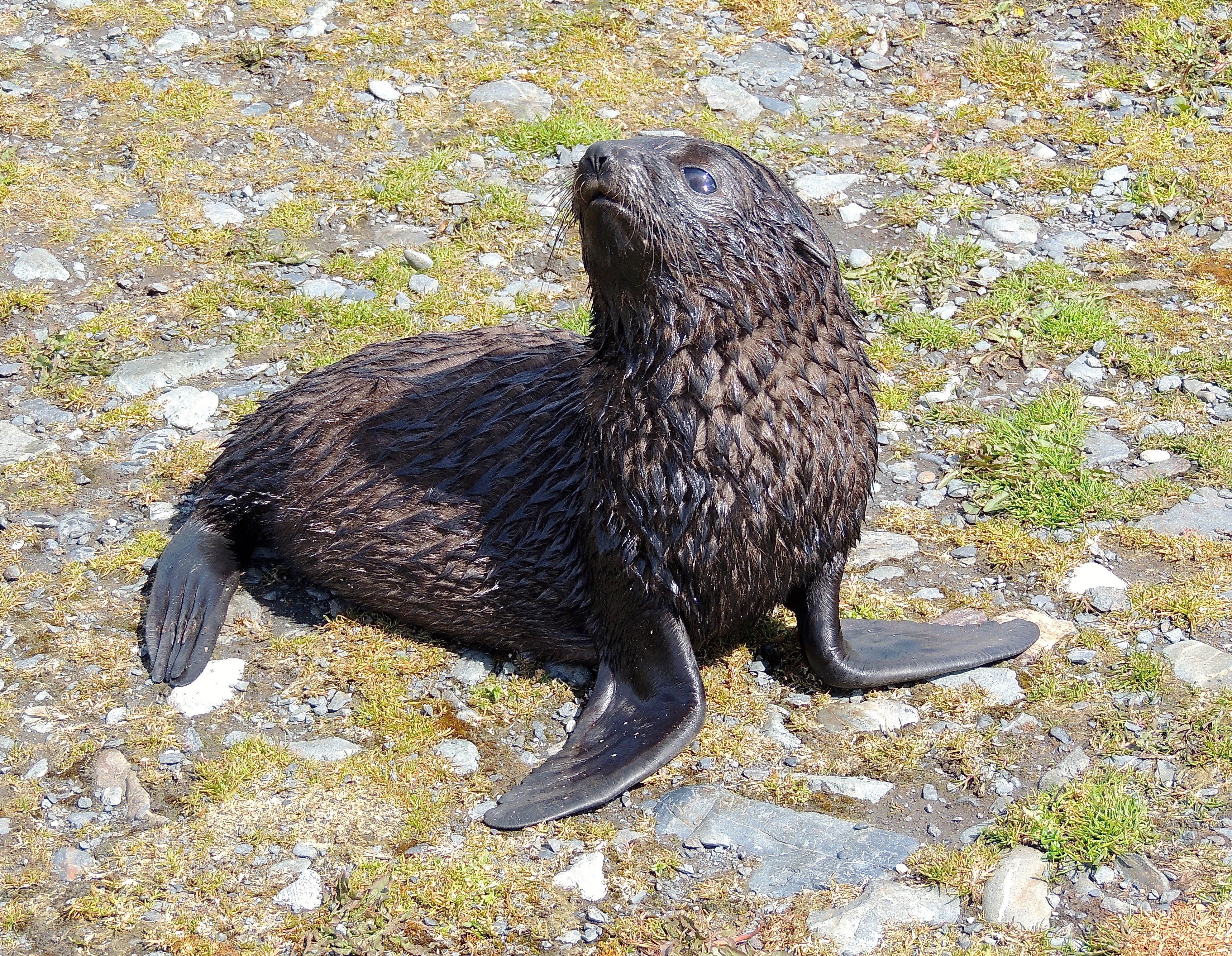 Antarctic Fur Seal