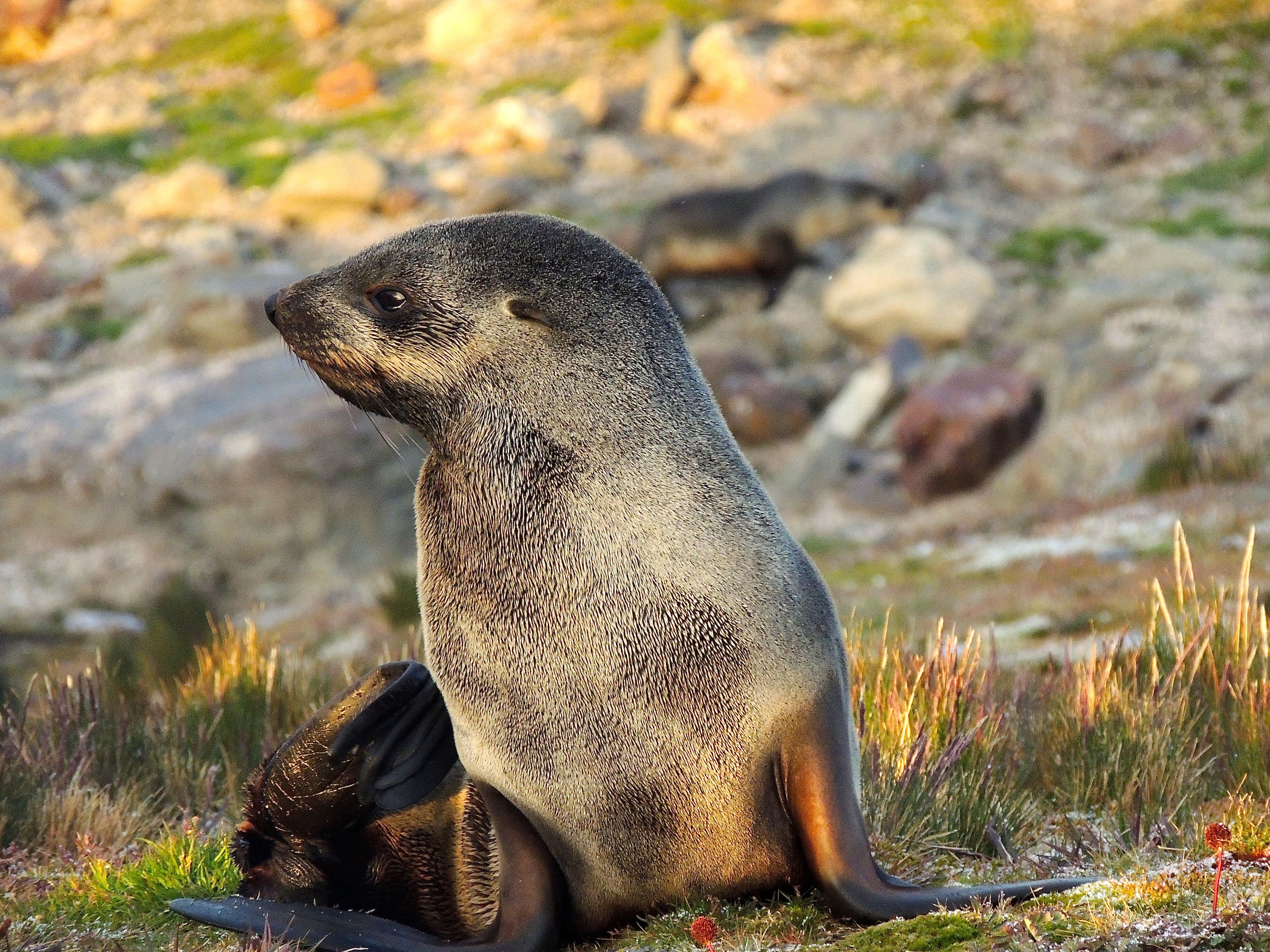 Antarctic Fur Seal