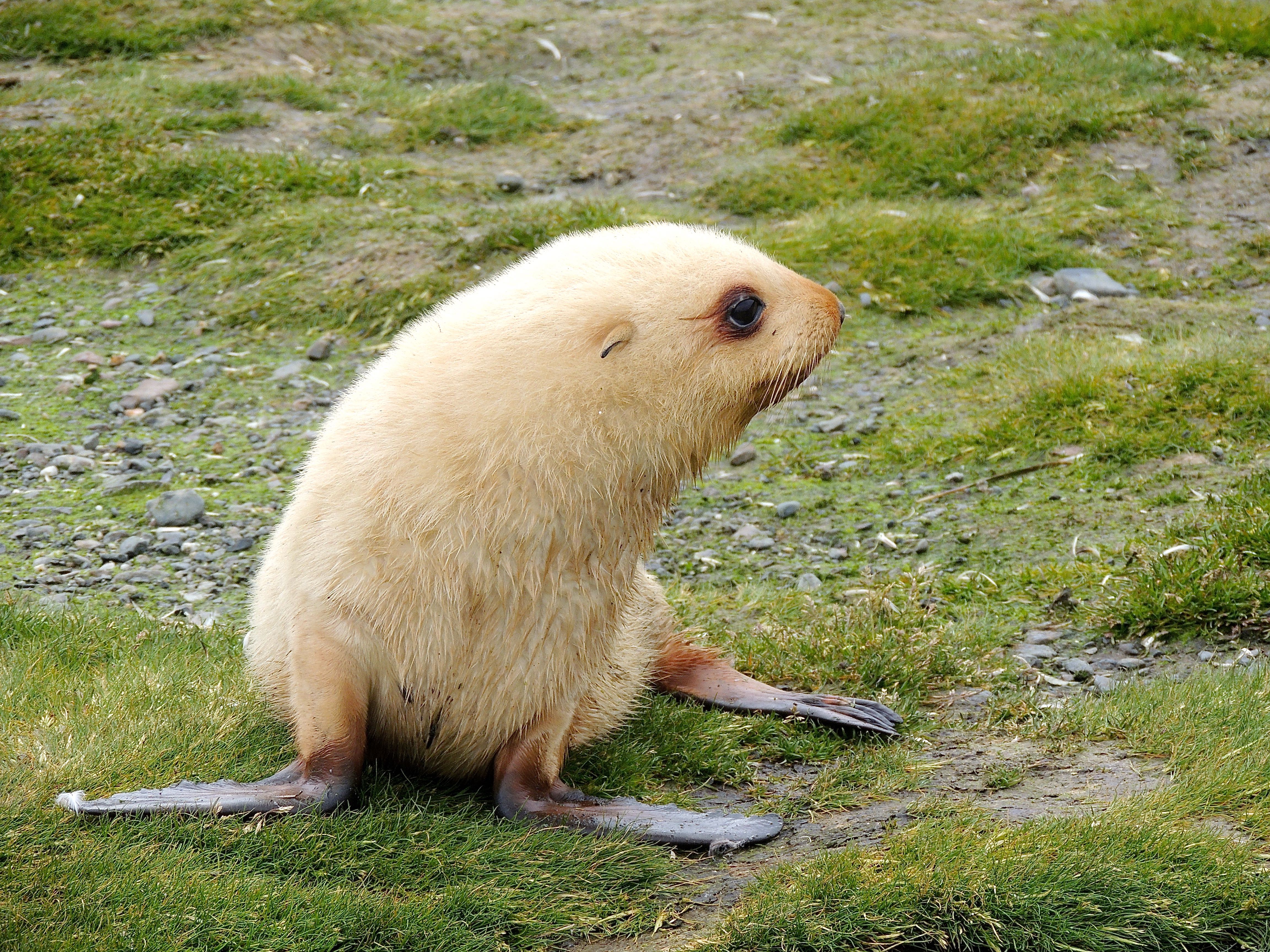 Antarctic Fur Seal