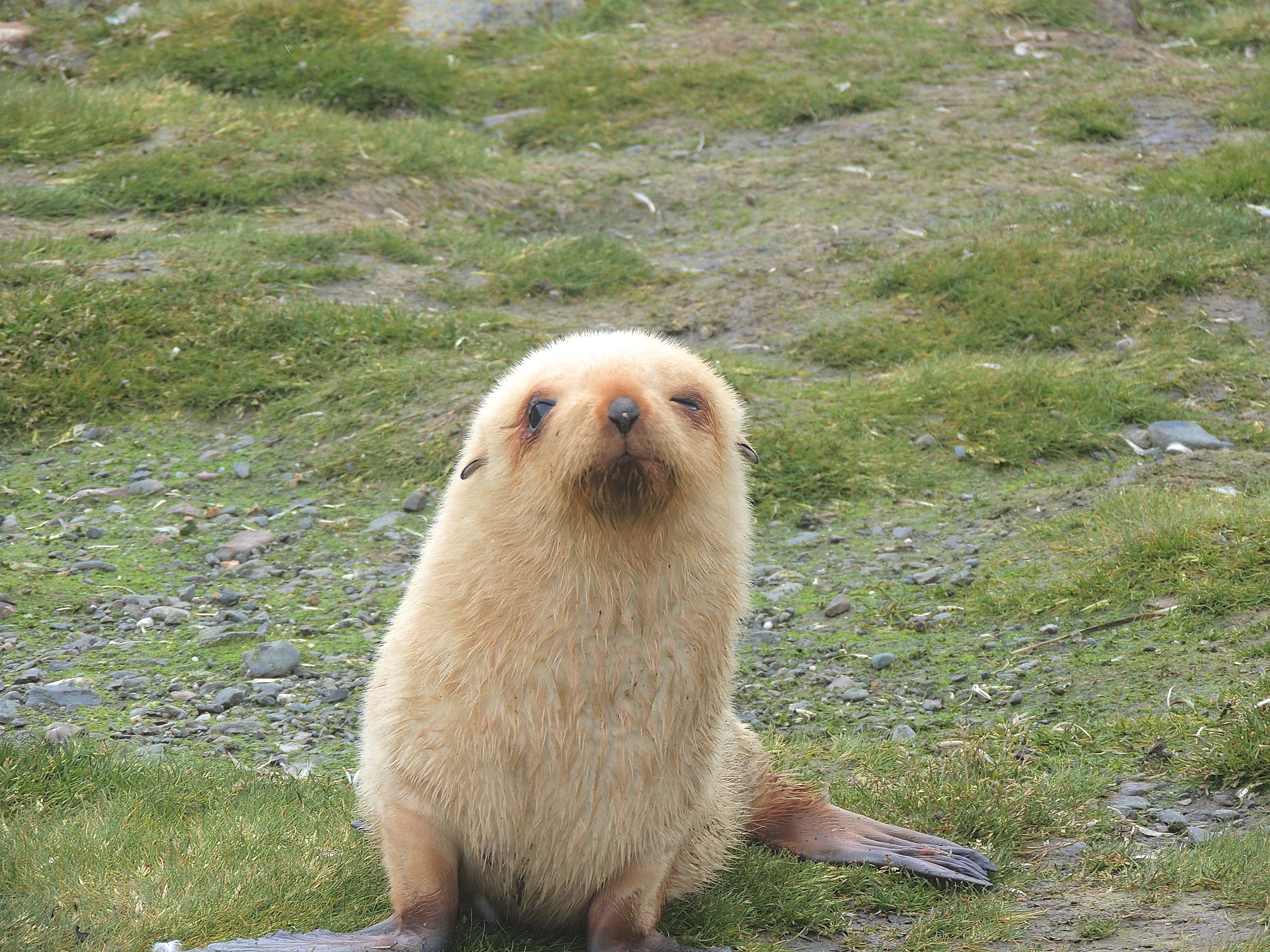 Antarctic Fur Seal