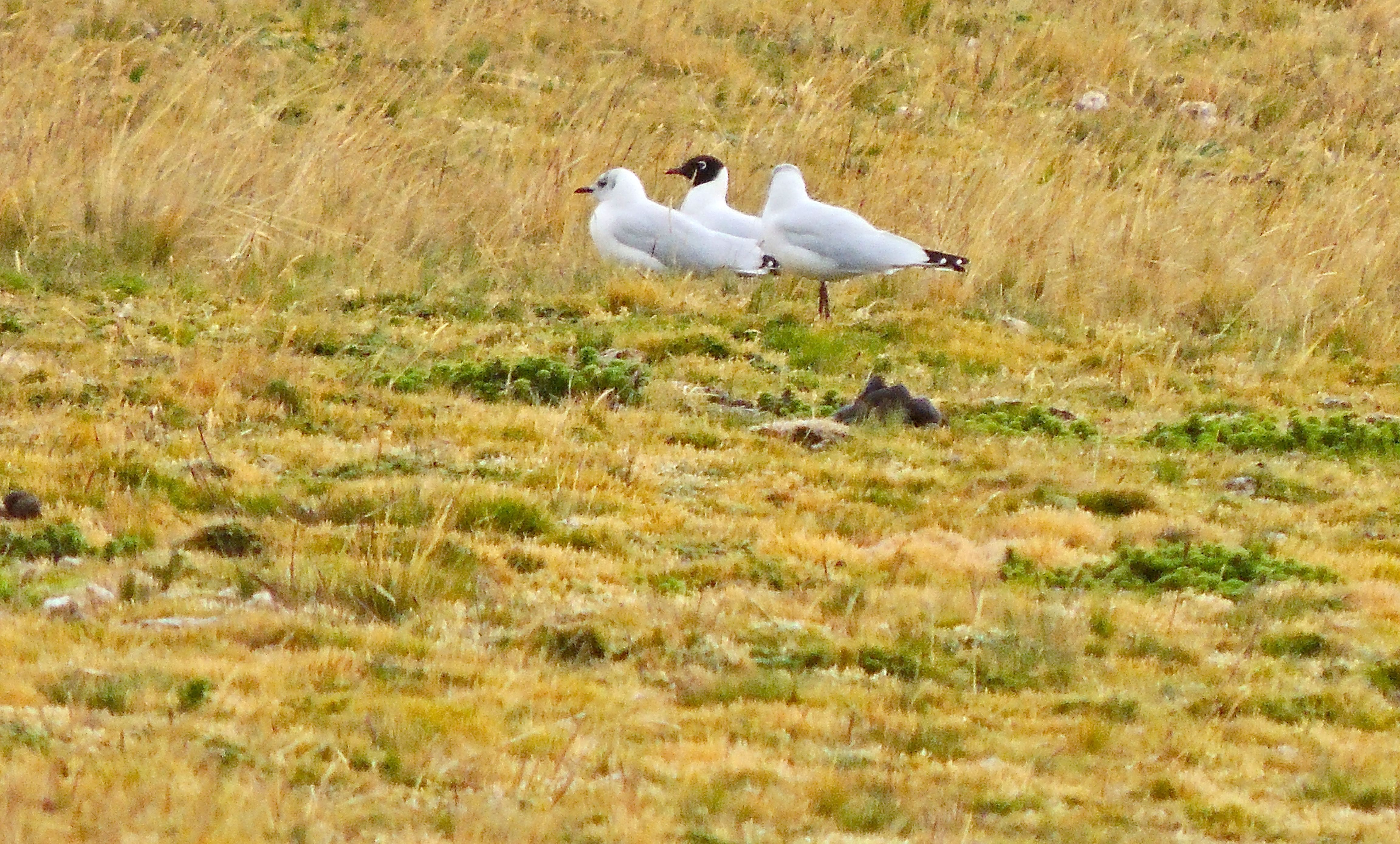 Andean Gulls