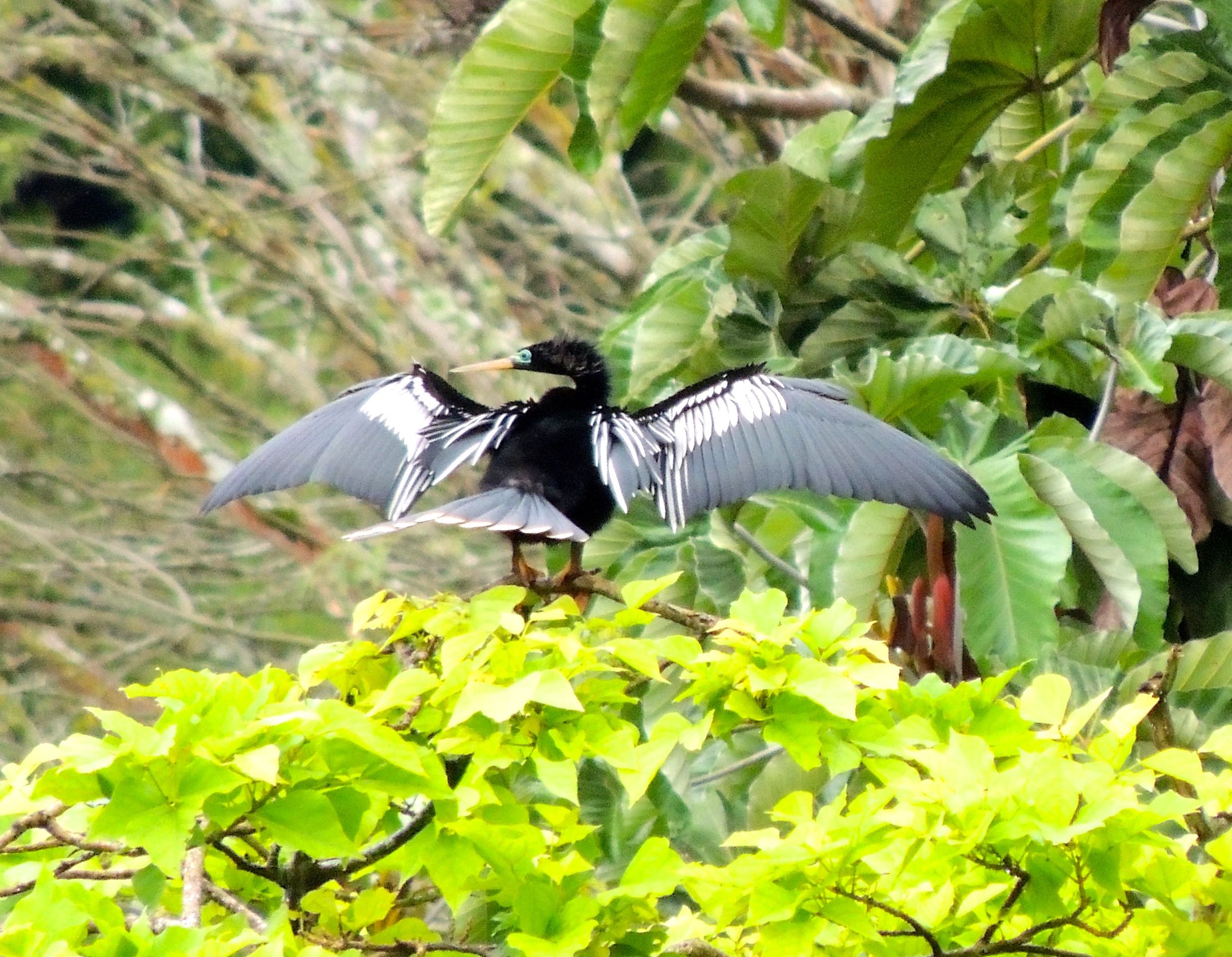 Anhinga