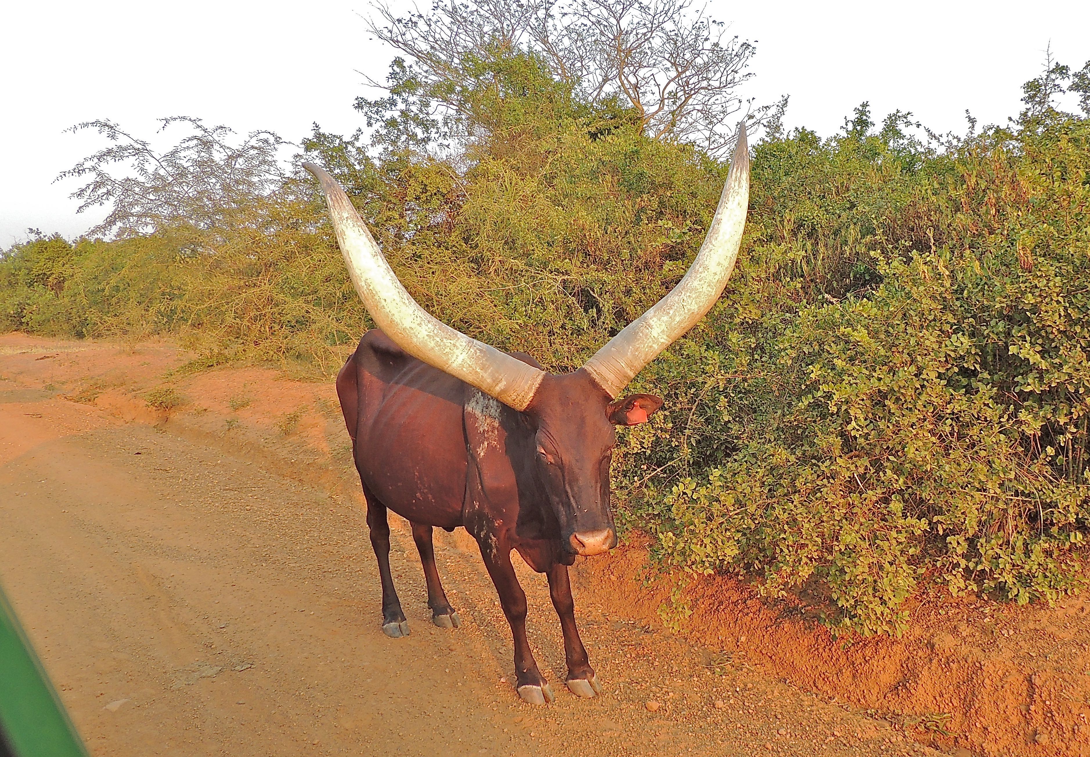 Ankole Cattle