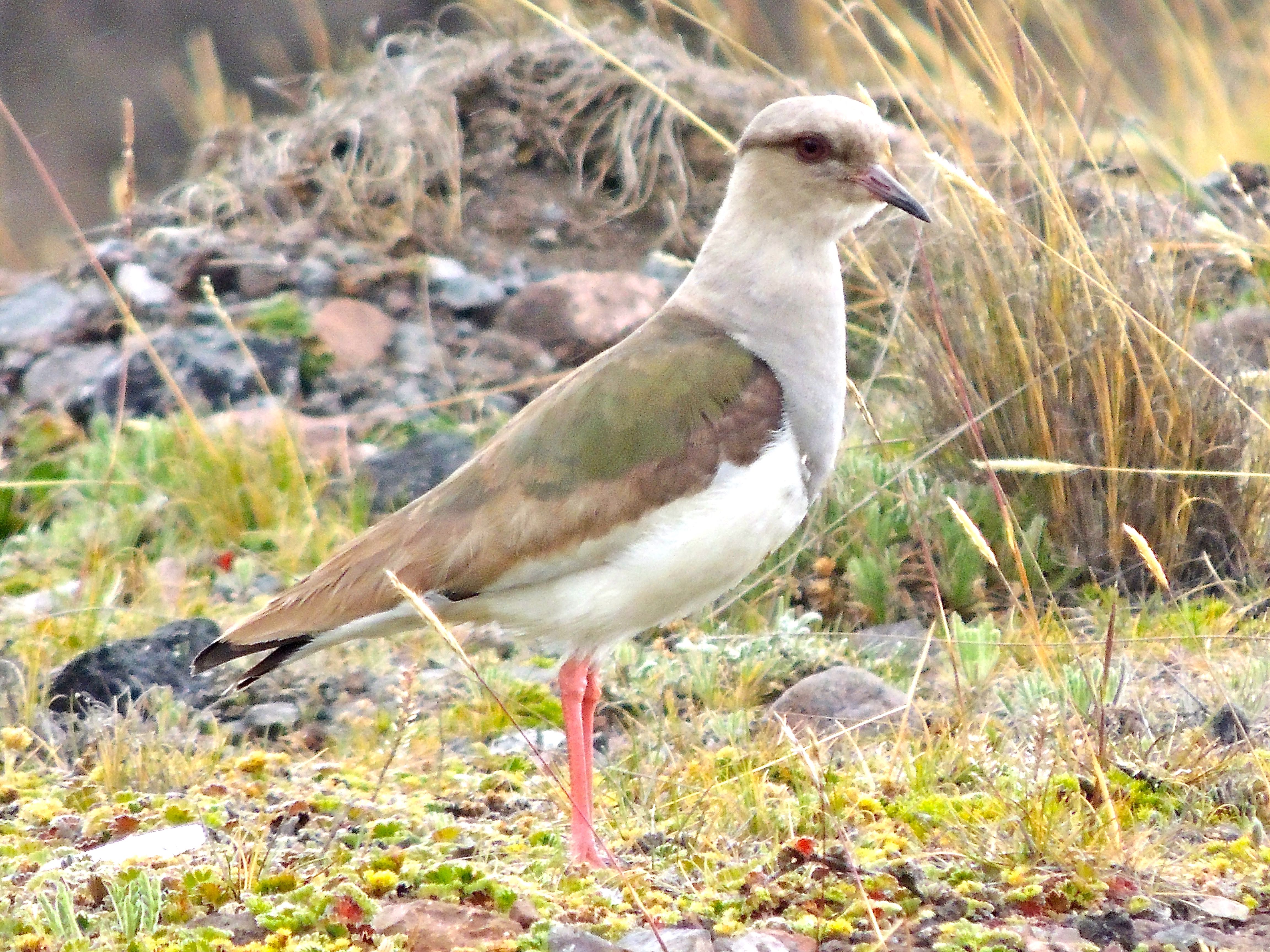 Andean Lapwing