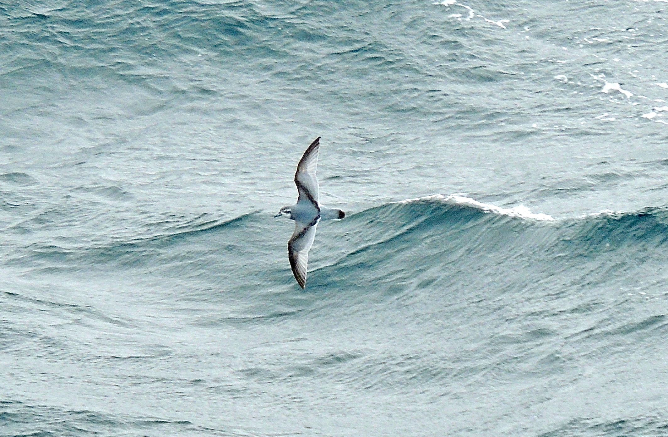 Antarctic Prion