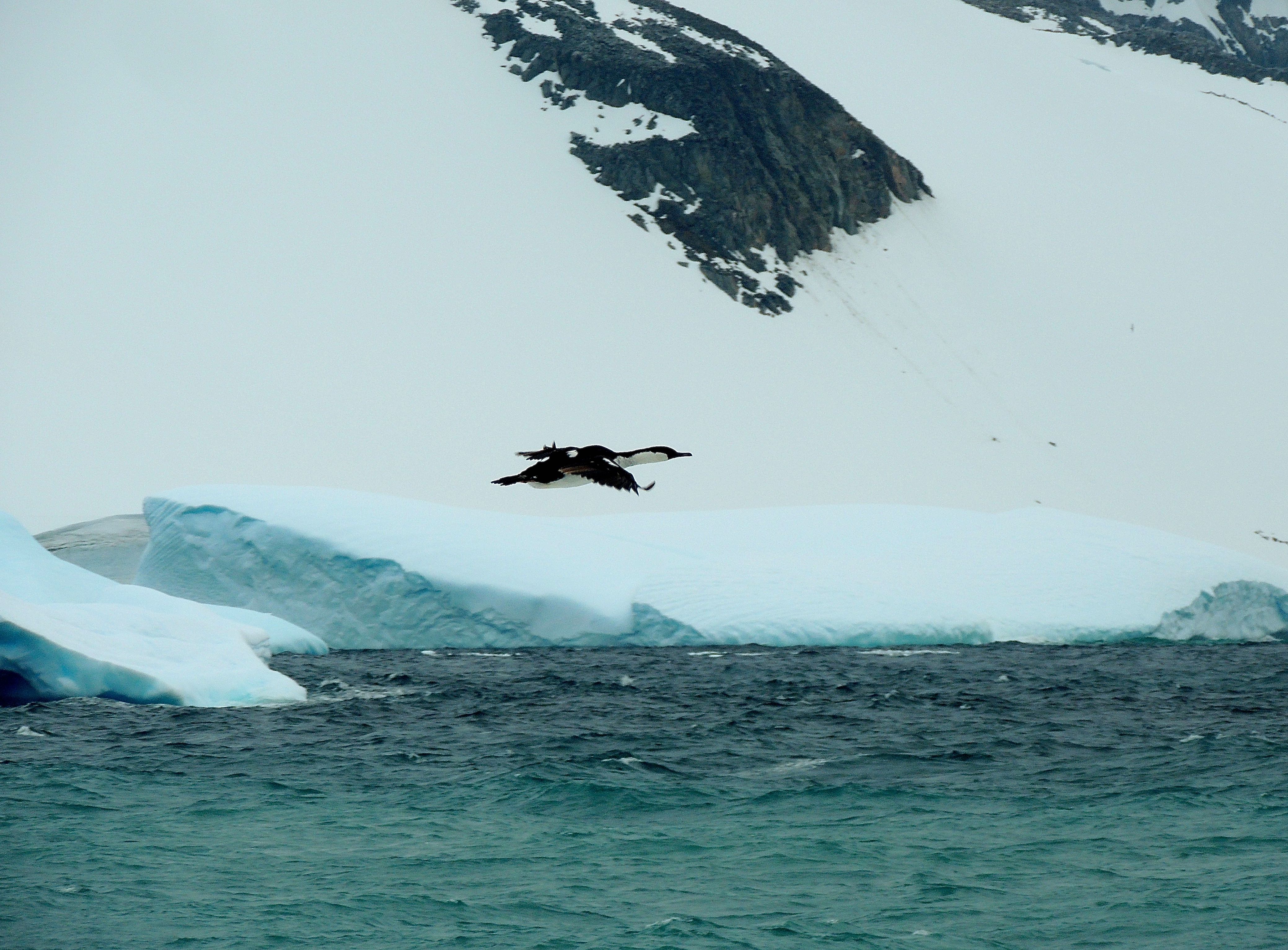 Antarctic Shag