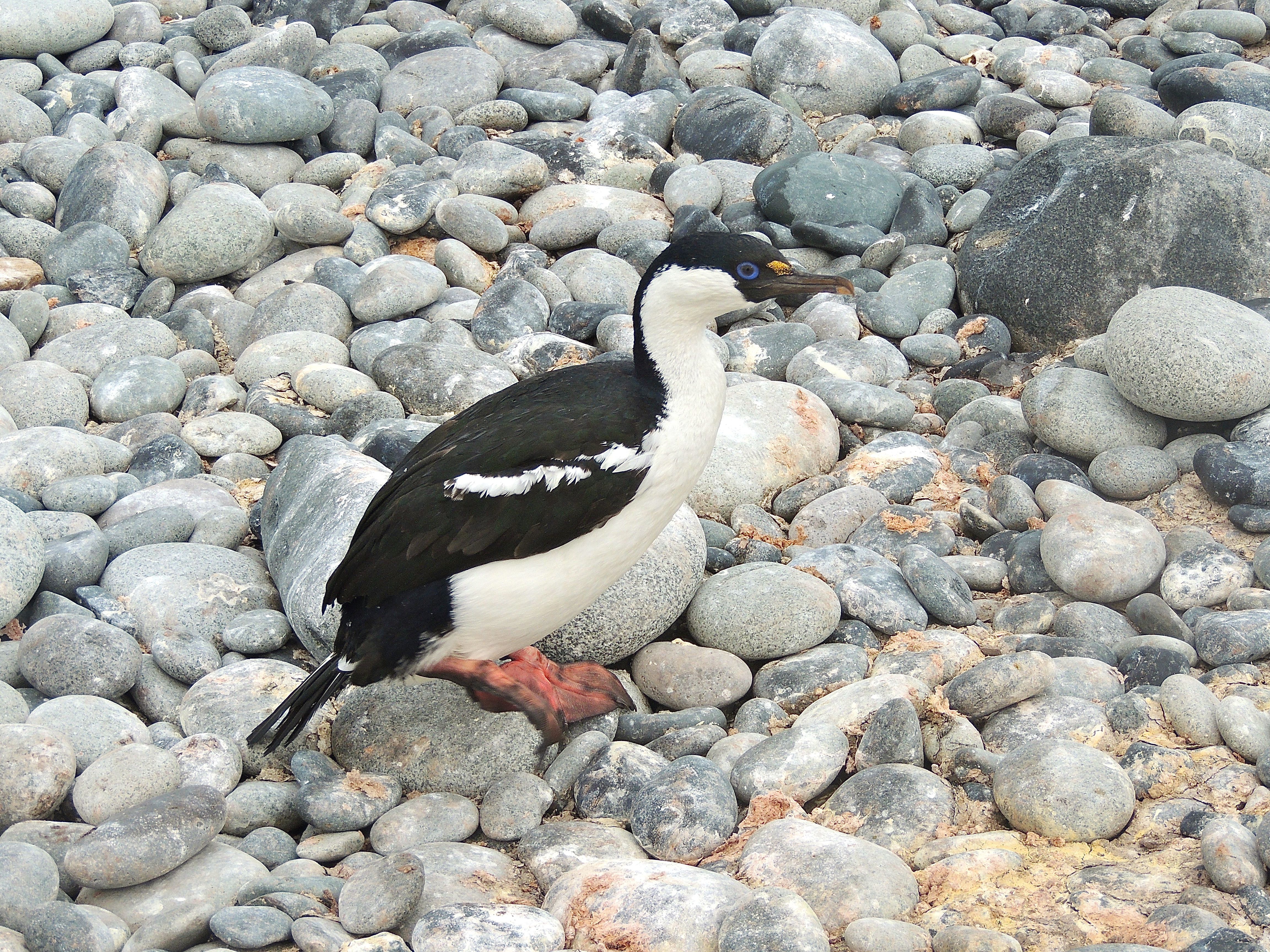 Antarctic Shag