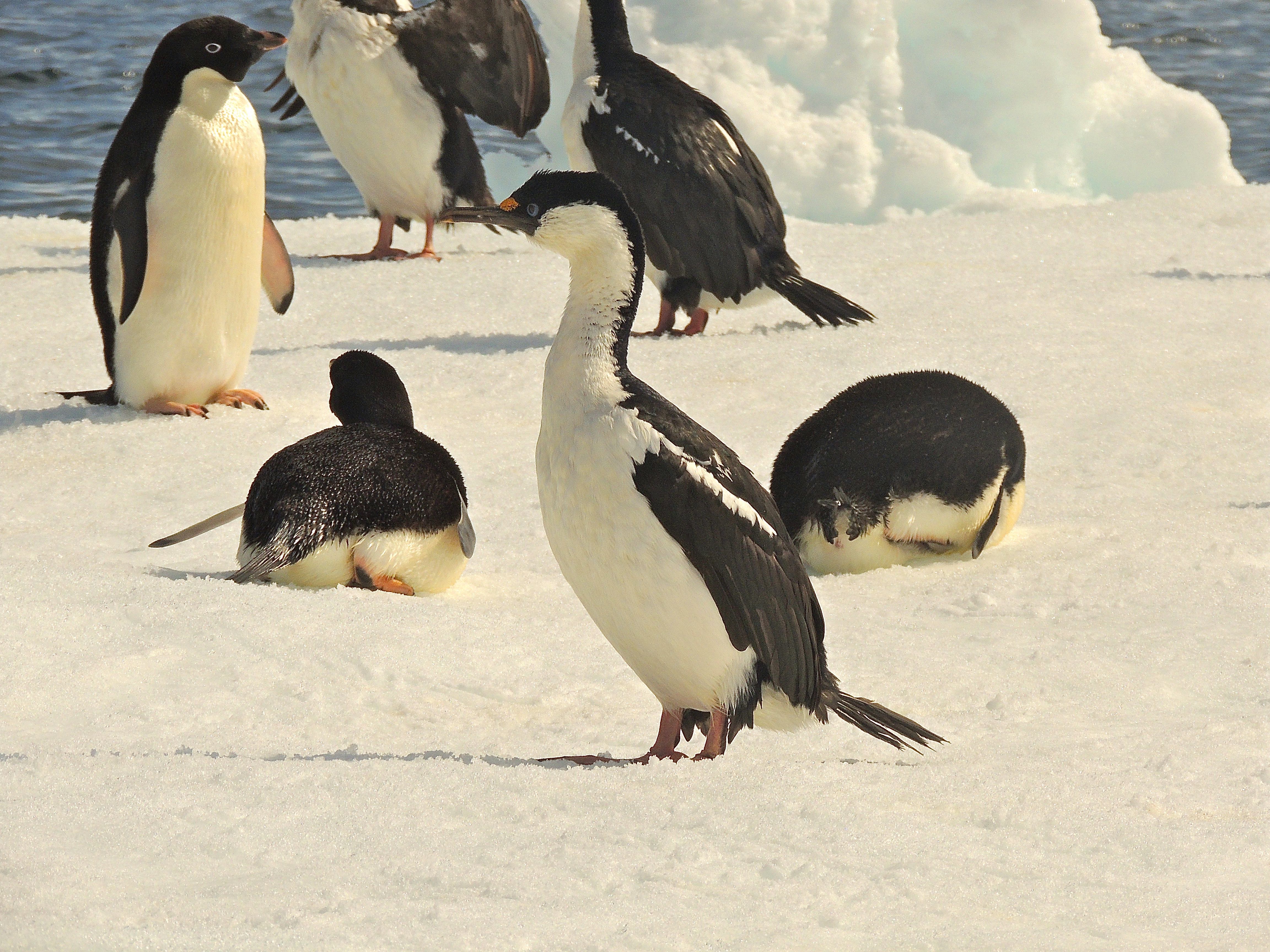 Antarctic Shag with Adelie Penguins