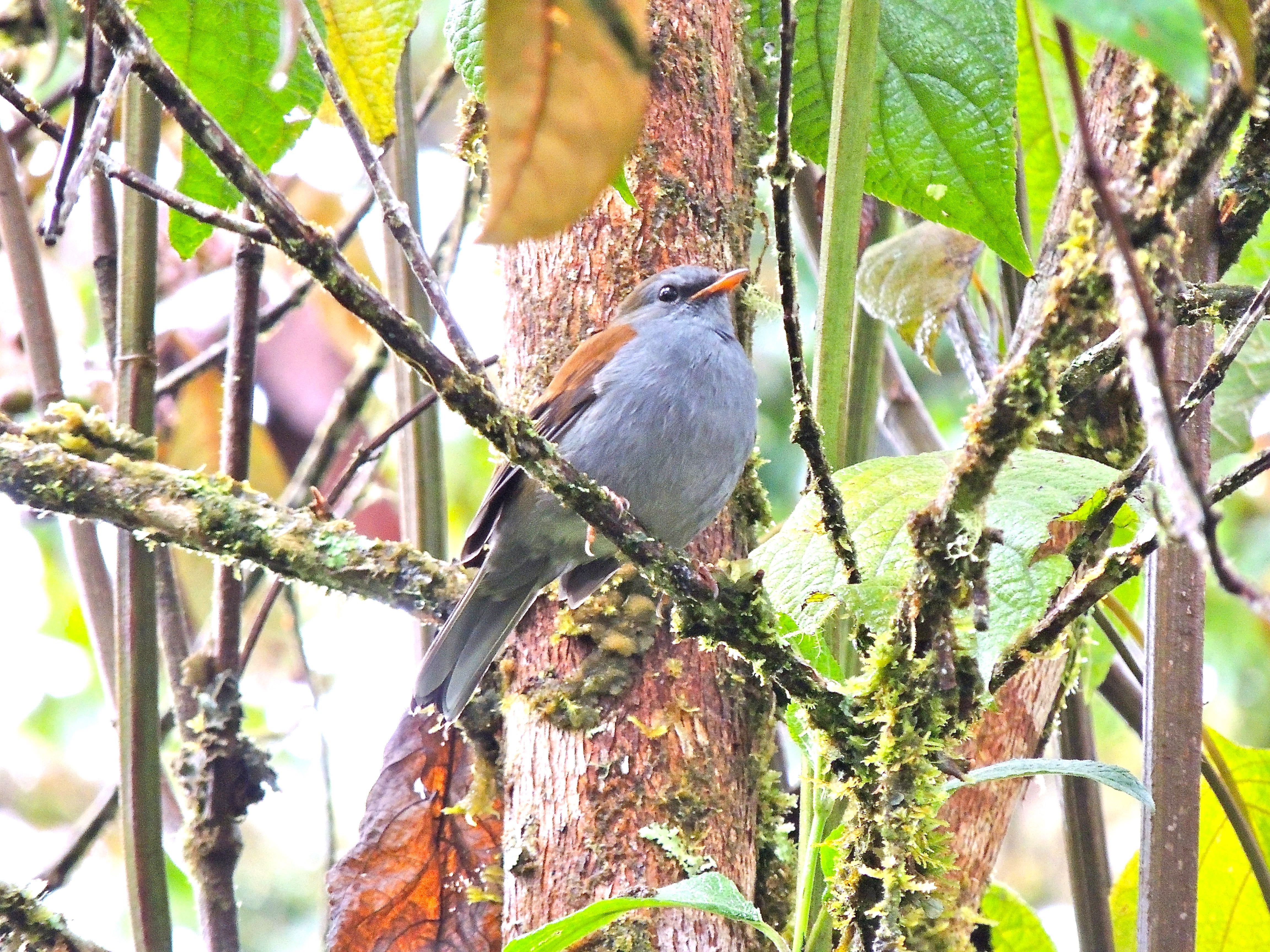 Andean Solitaire