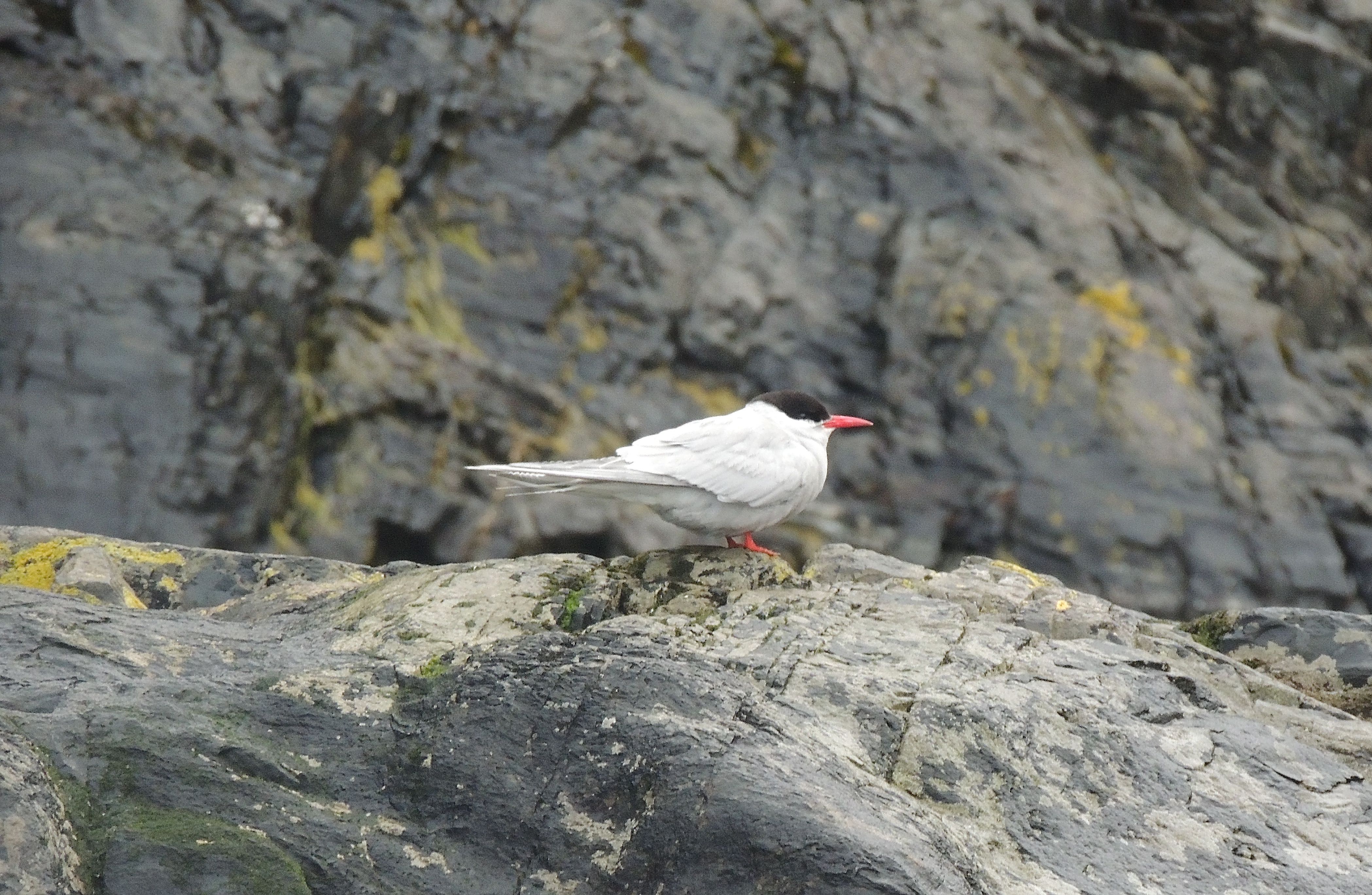 Antarctic Tern