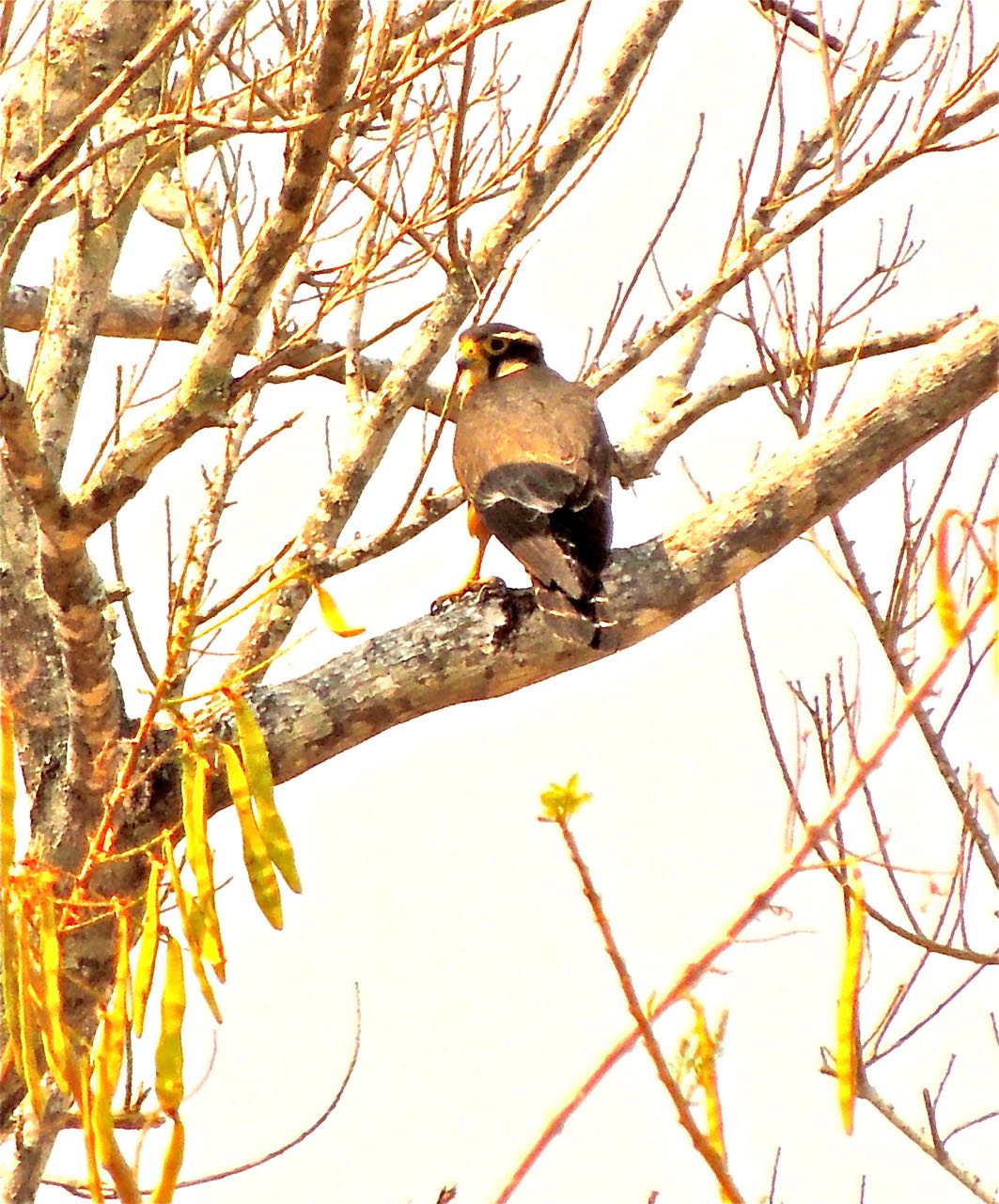 Aplomado Falcon