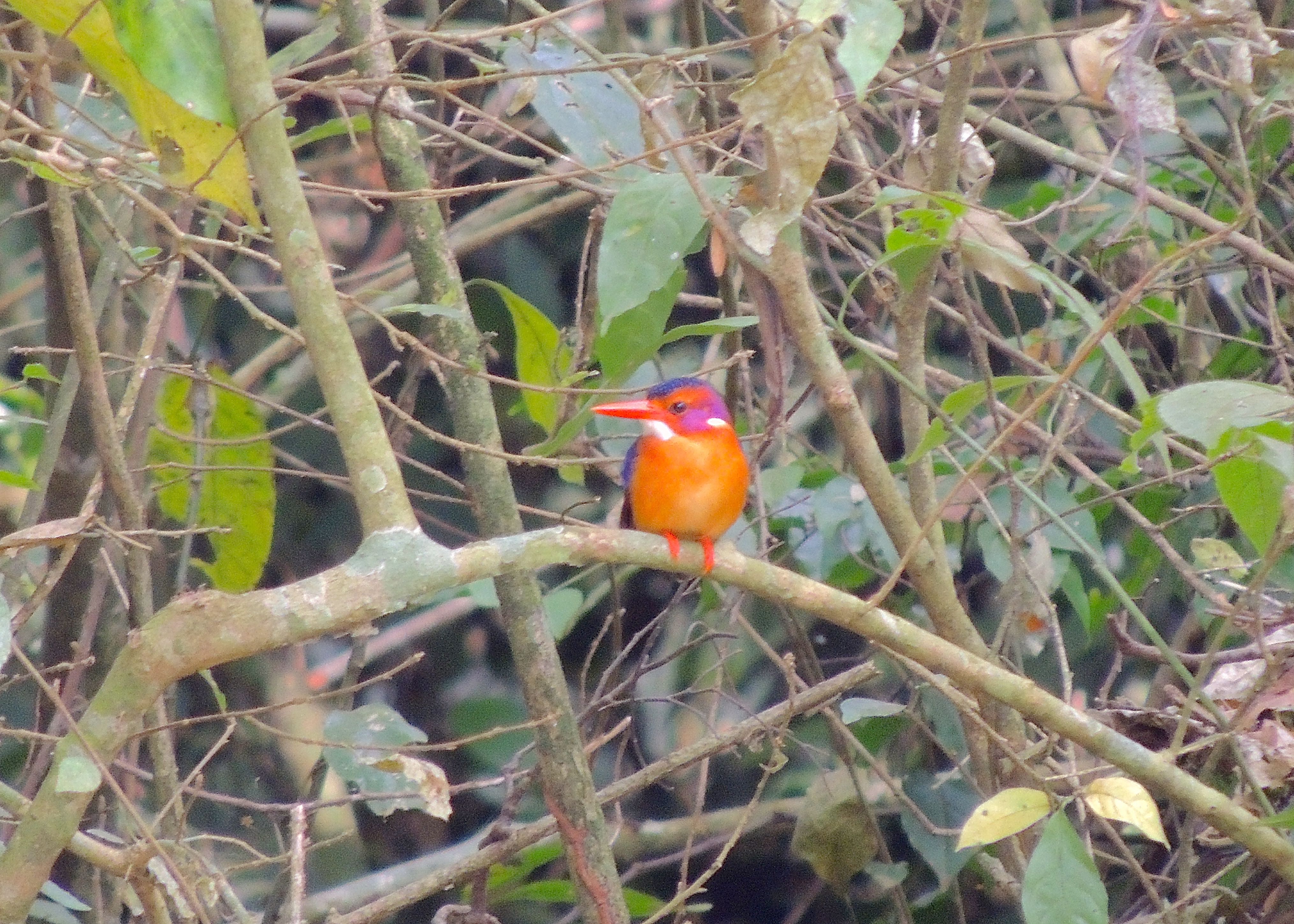 African Pygmy Kingfisher