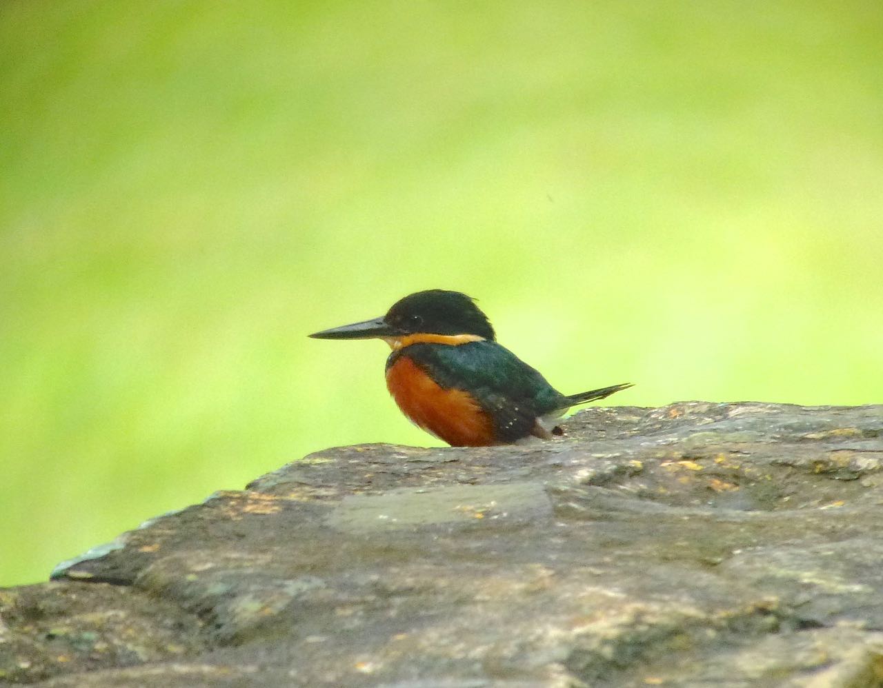 American Pygmy-Kingfisher