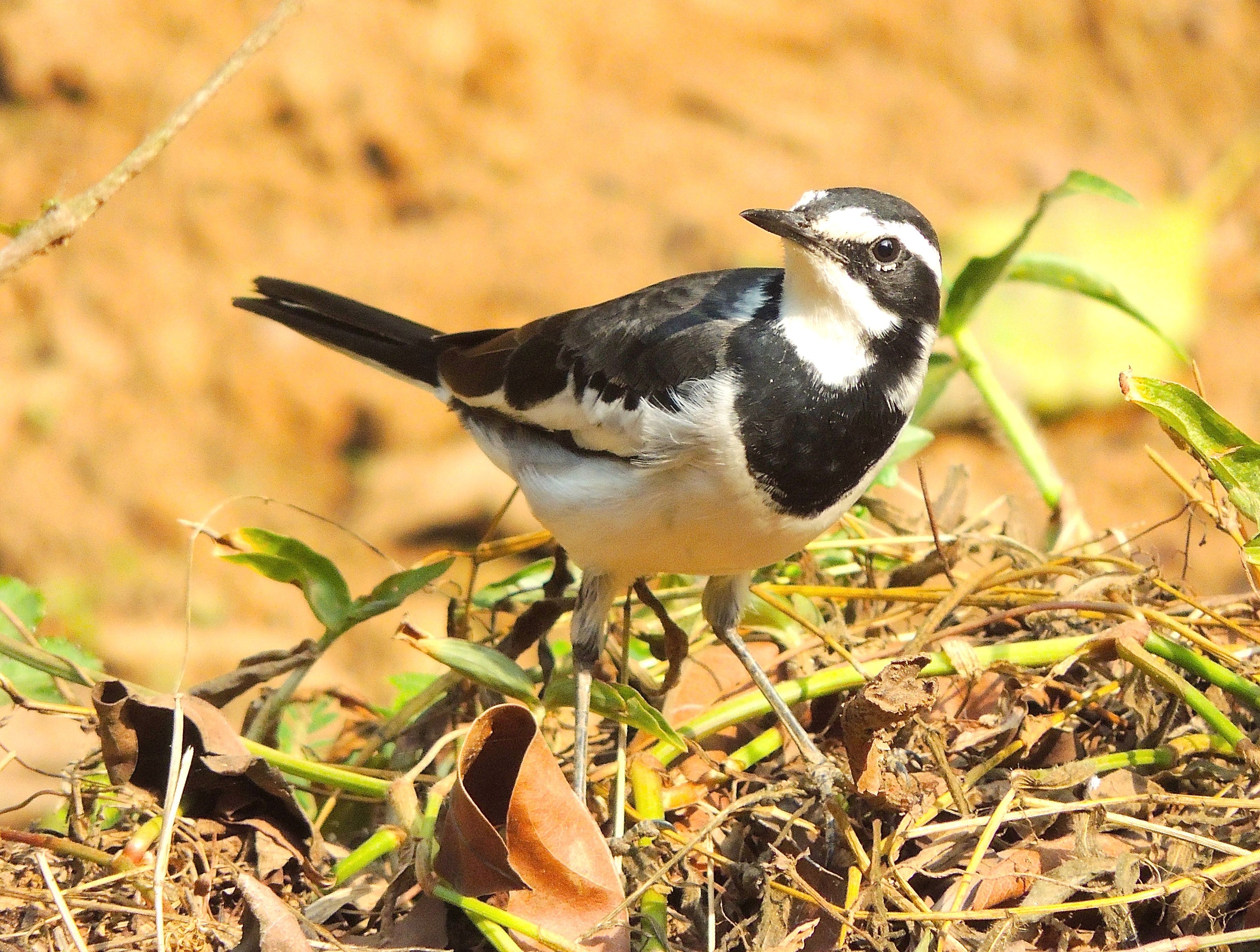 African Pied Wagtail