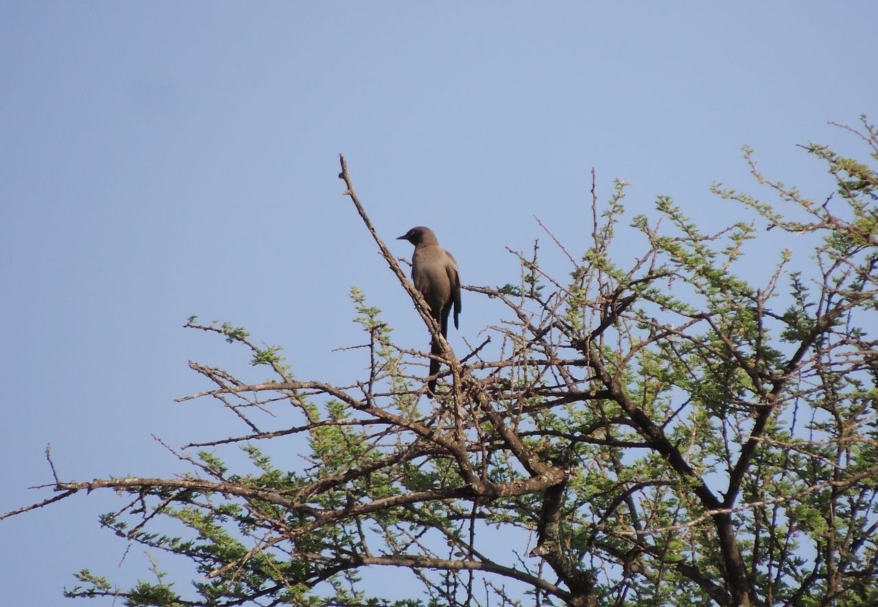 Ashy Starling